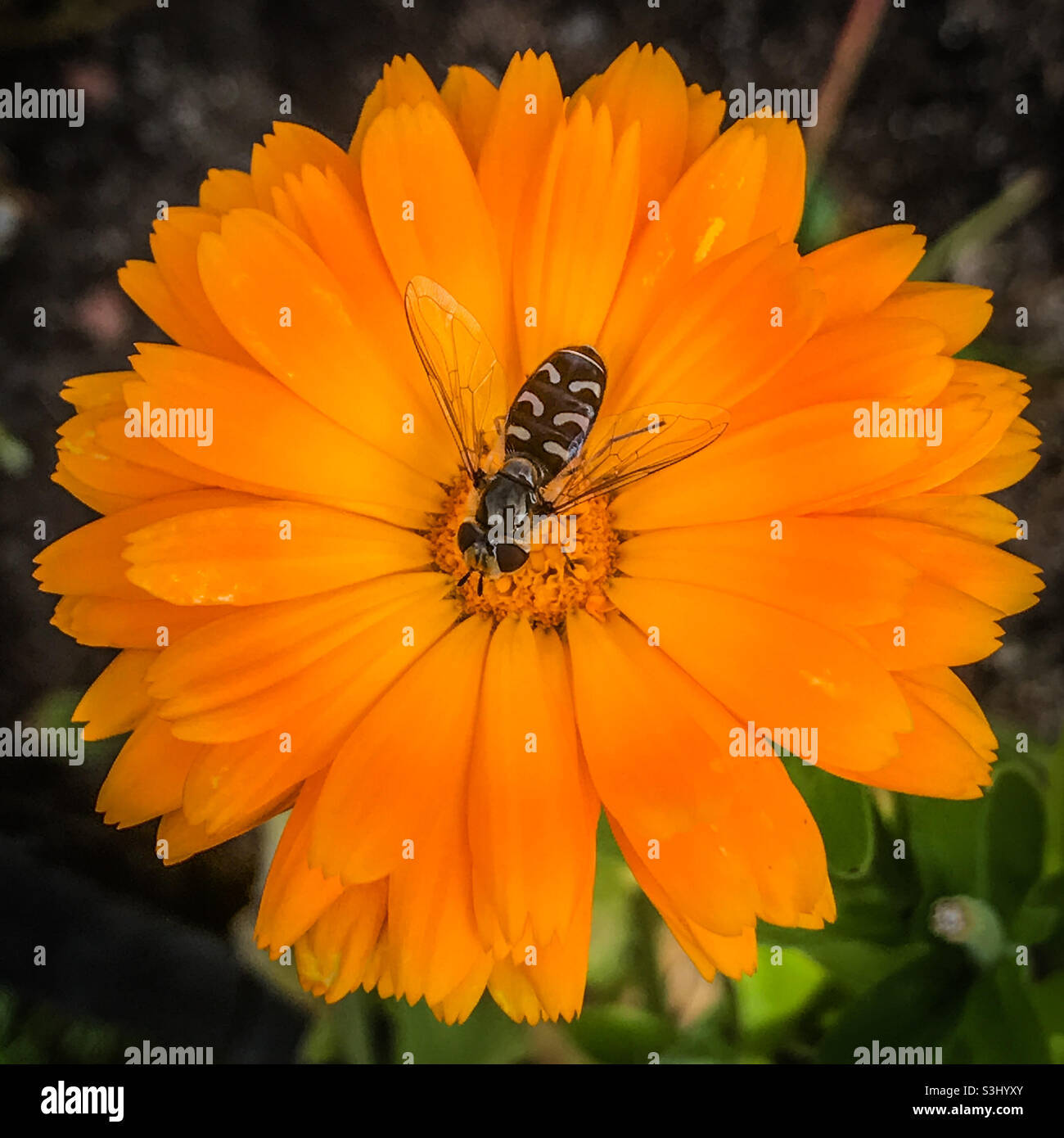 Scaeva pyrastri – Pied Hoverfly pollinating a calendula flower - Smartphone Captured Stock Image
