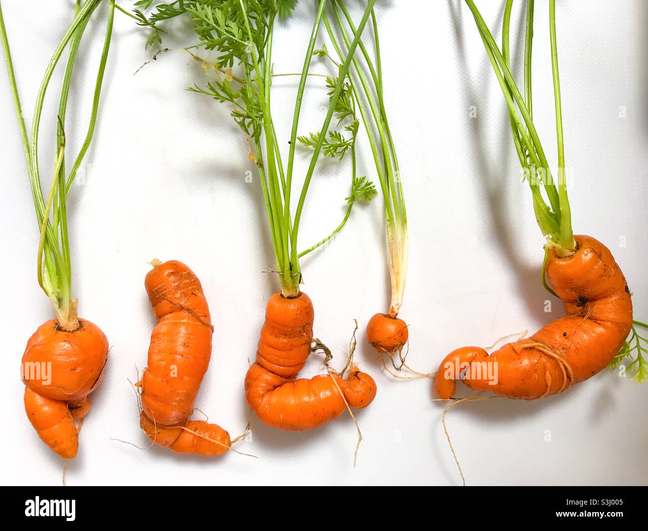 Carrots from the garden in unusual shapes. Stock Photo