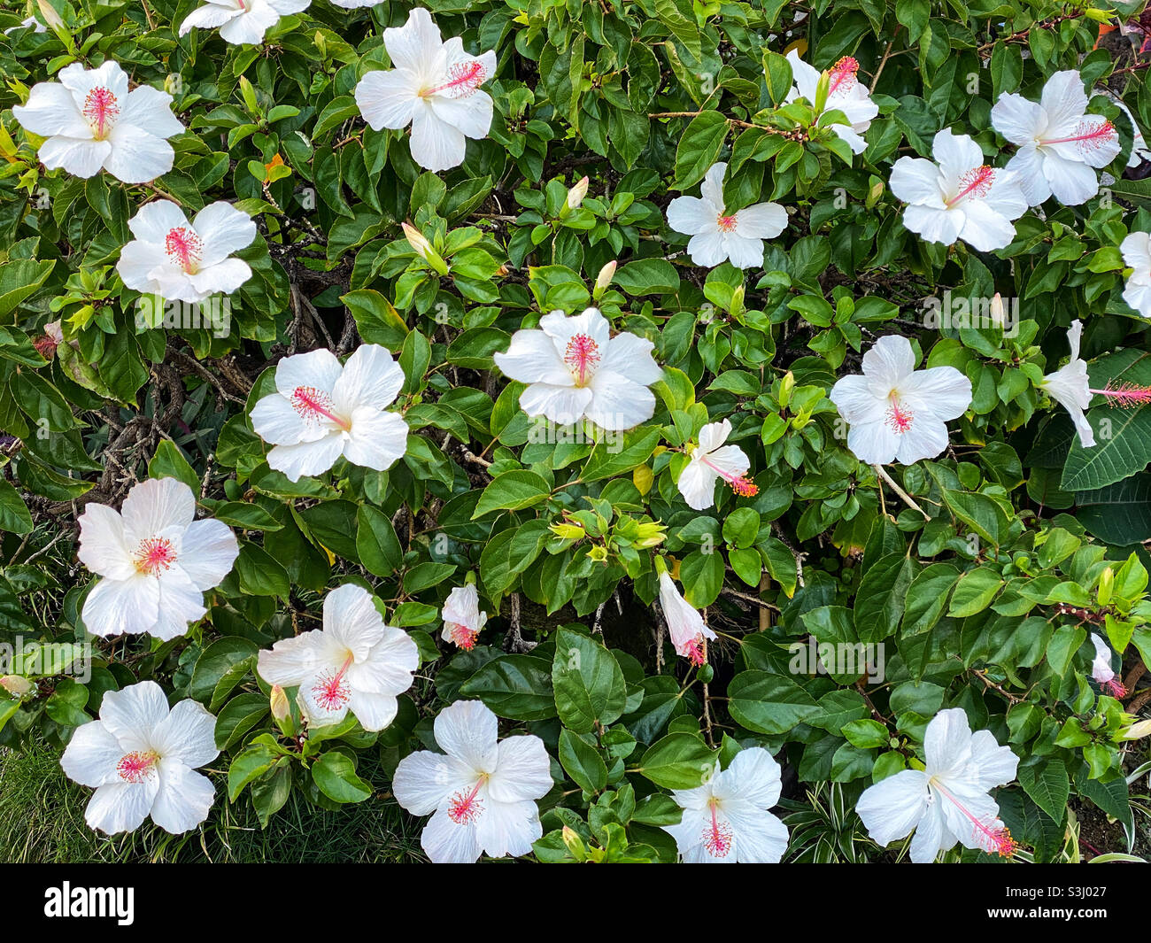 White hibiscus flower bush Stock Photo - Alamy