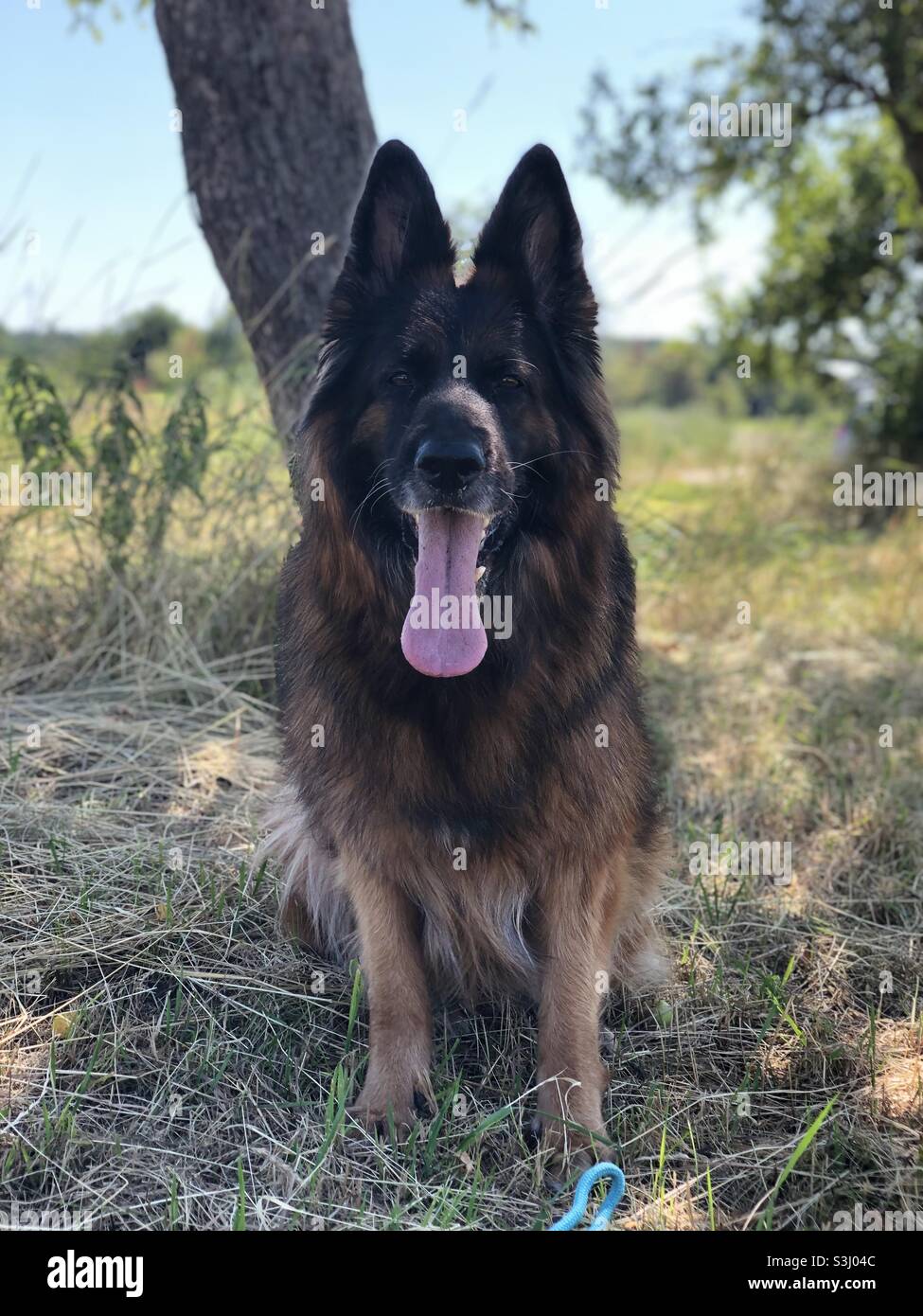 german shepherd triple coated