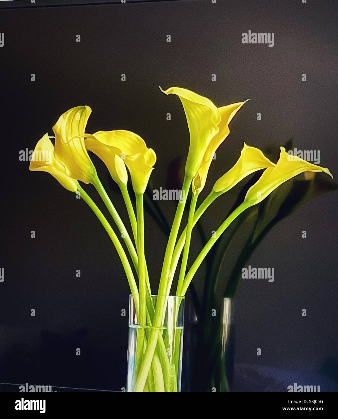 Yellow Calla lilies Stock Photo Alamy