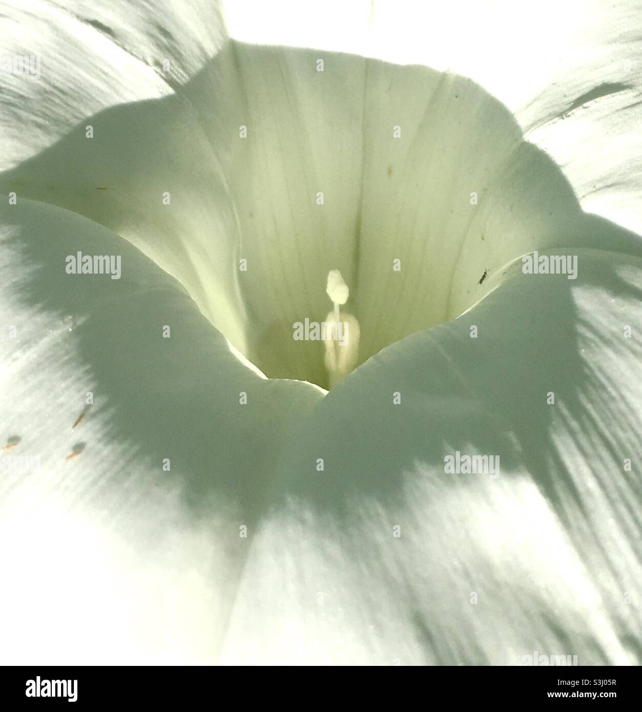 White, flower, light, ethereal Stock Photo