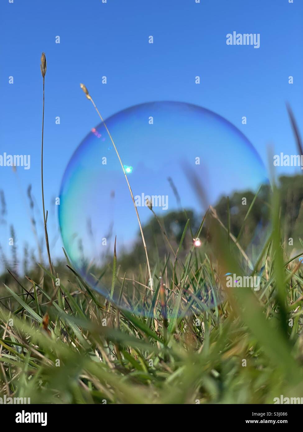 Bubble in the grass Stock Photo Alamy