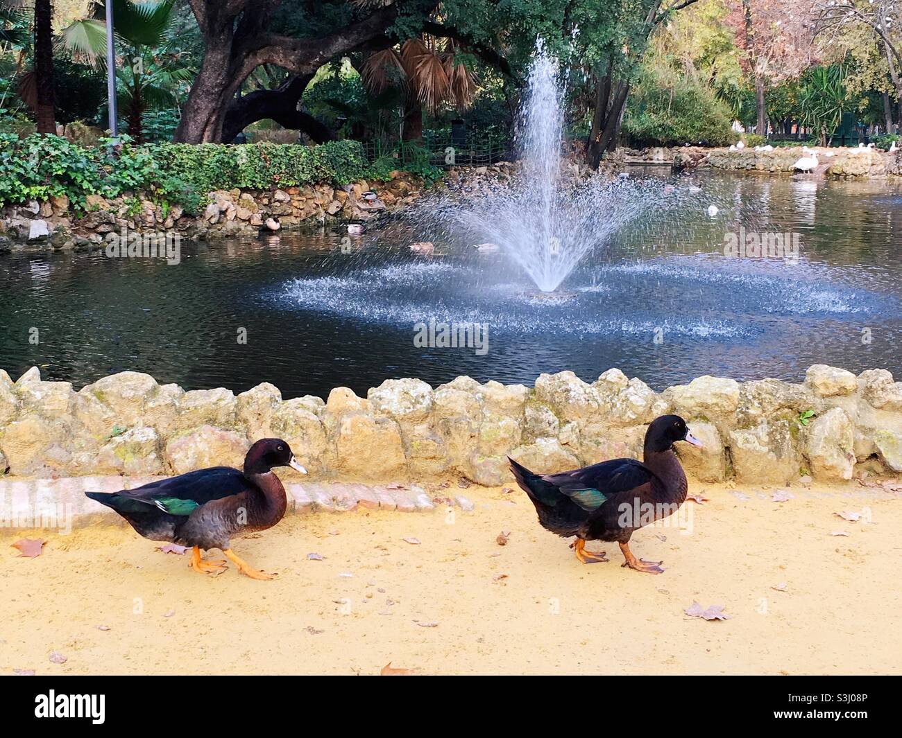 Ducks in Sevilla, Spain - Smartphone Captured Stock Image