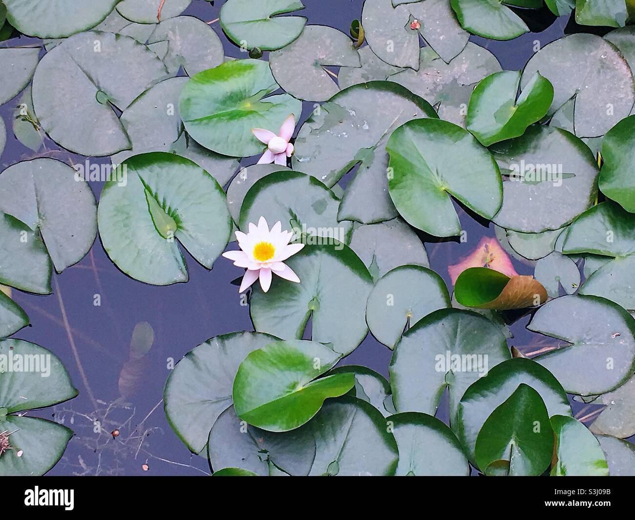 Lotus flower lake - Smartphone Captured Stock Image