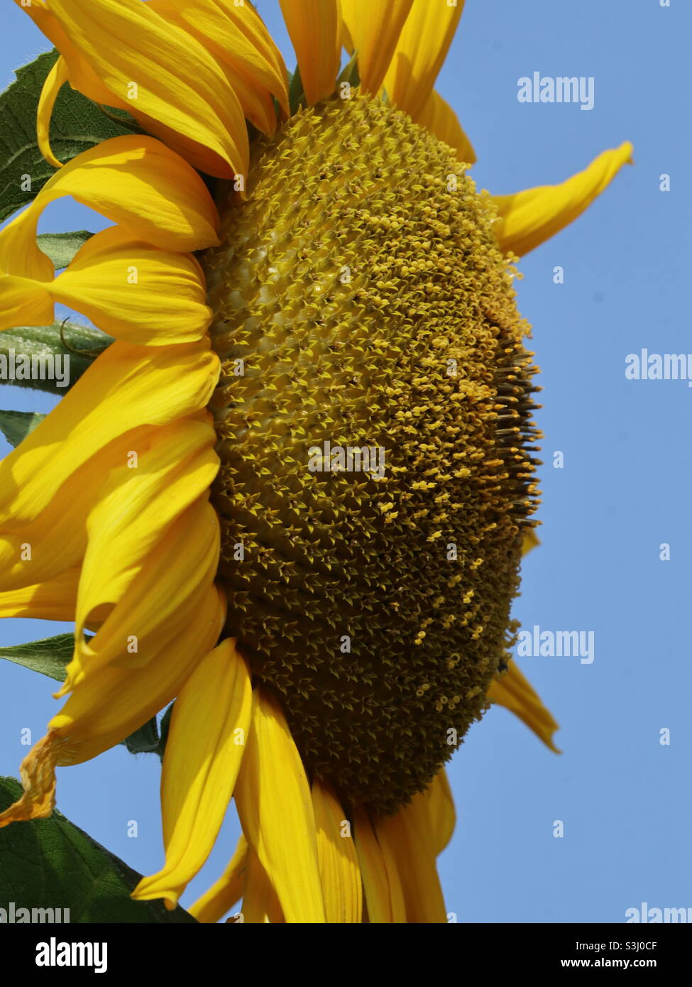 Giant Sunflower in profile - Smartphone Captured Stock Image