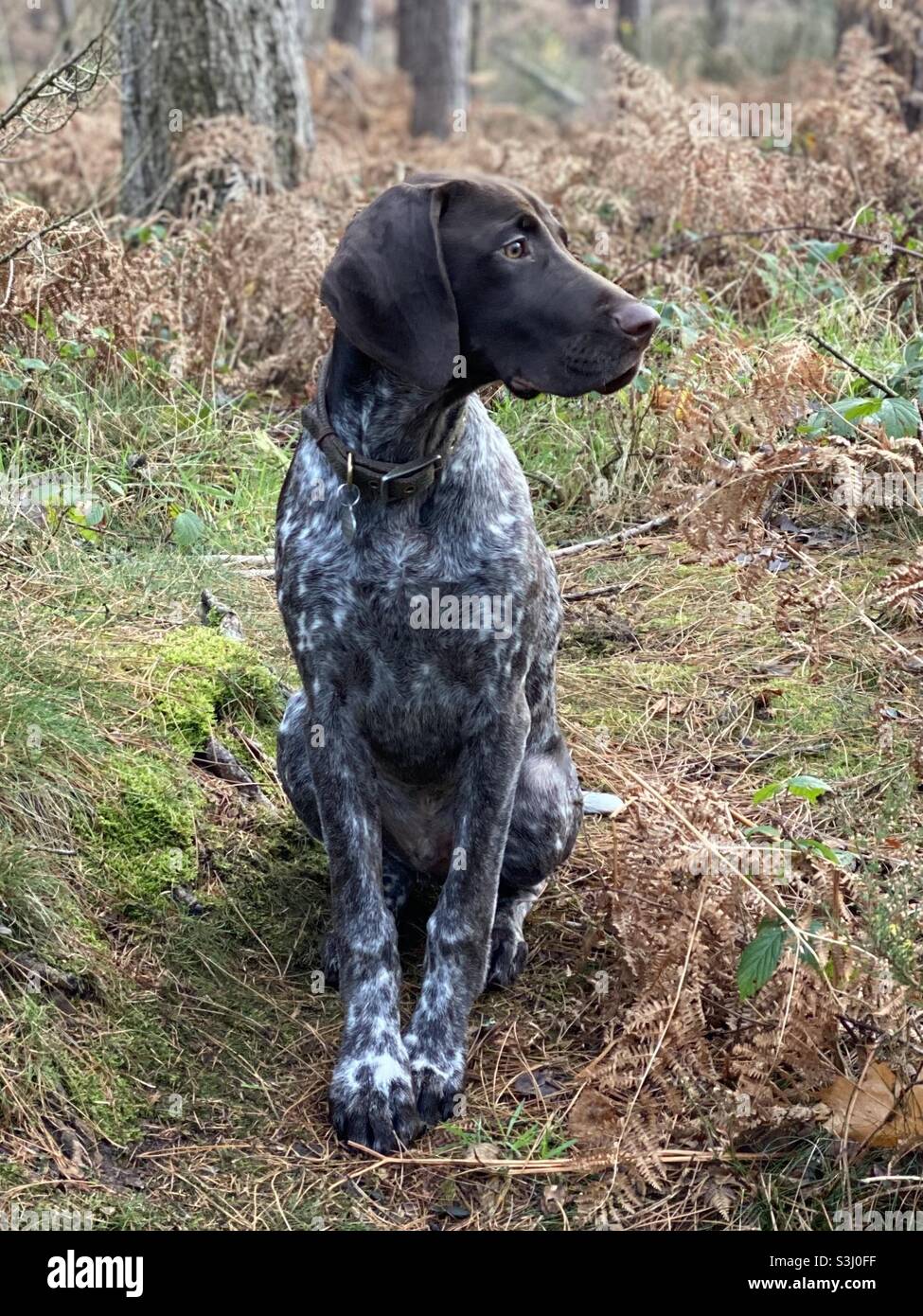 German shorthaired pointer sitting in the forest in autumn Stock Photo