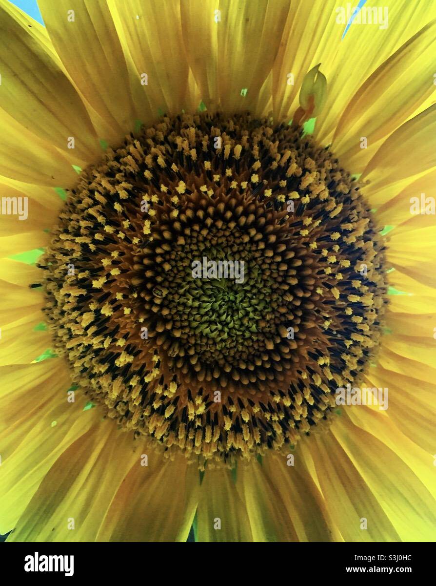 Bloom autumn hi-res stock photography and images - Alamy