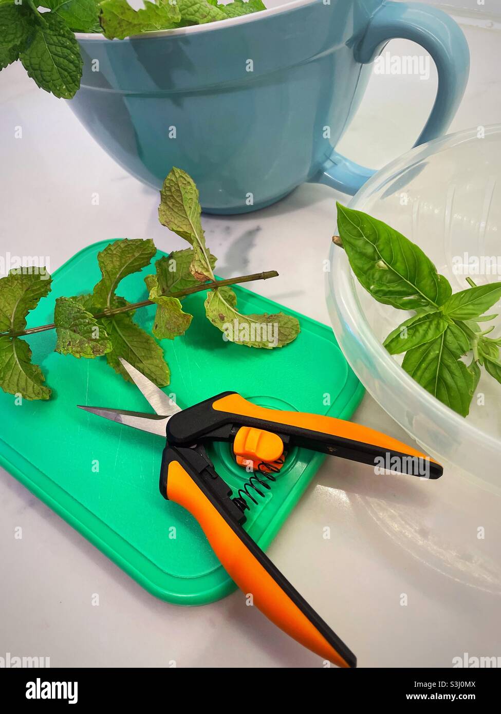 Freshly cut basil and mint on a residential kitchen counter, United States - Smartphone Captured Stock Image