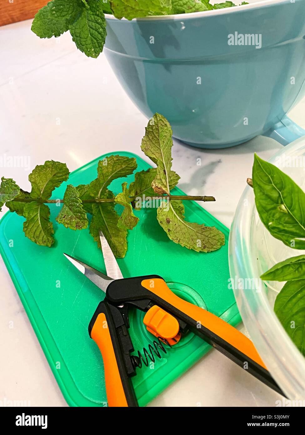 Freshly cut mint and basil on a cutting board, 2021, United States - Smartphone Captured Stock Image