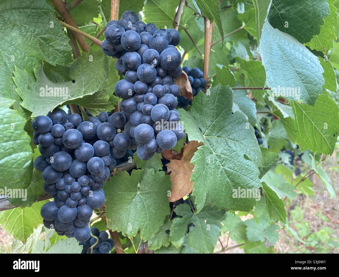 Pinot noir grapes ready for harvest. Stock Photo
