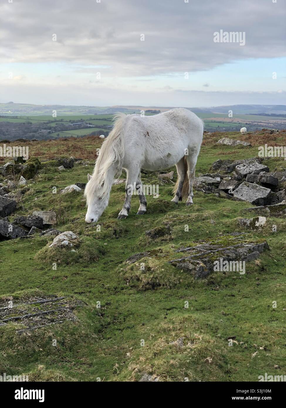 Dartmoor pony Stock Photo Alamy