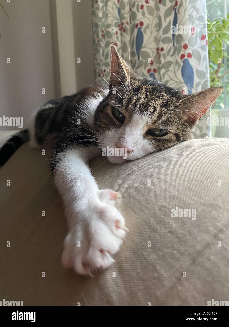 Hebe Cat - Smartphone Captured Stock Image