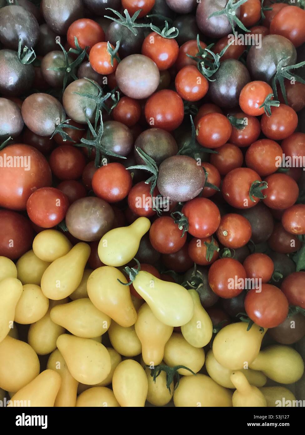 Tomatoes after harvest. Stock Photo