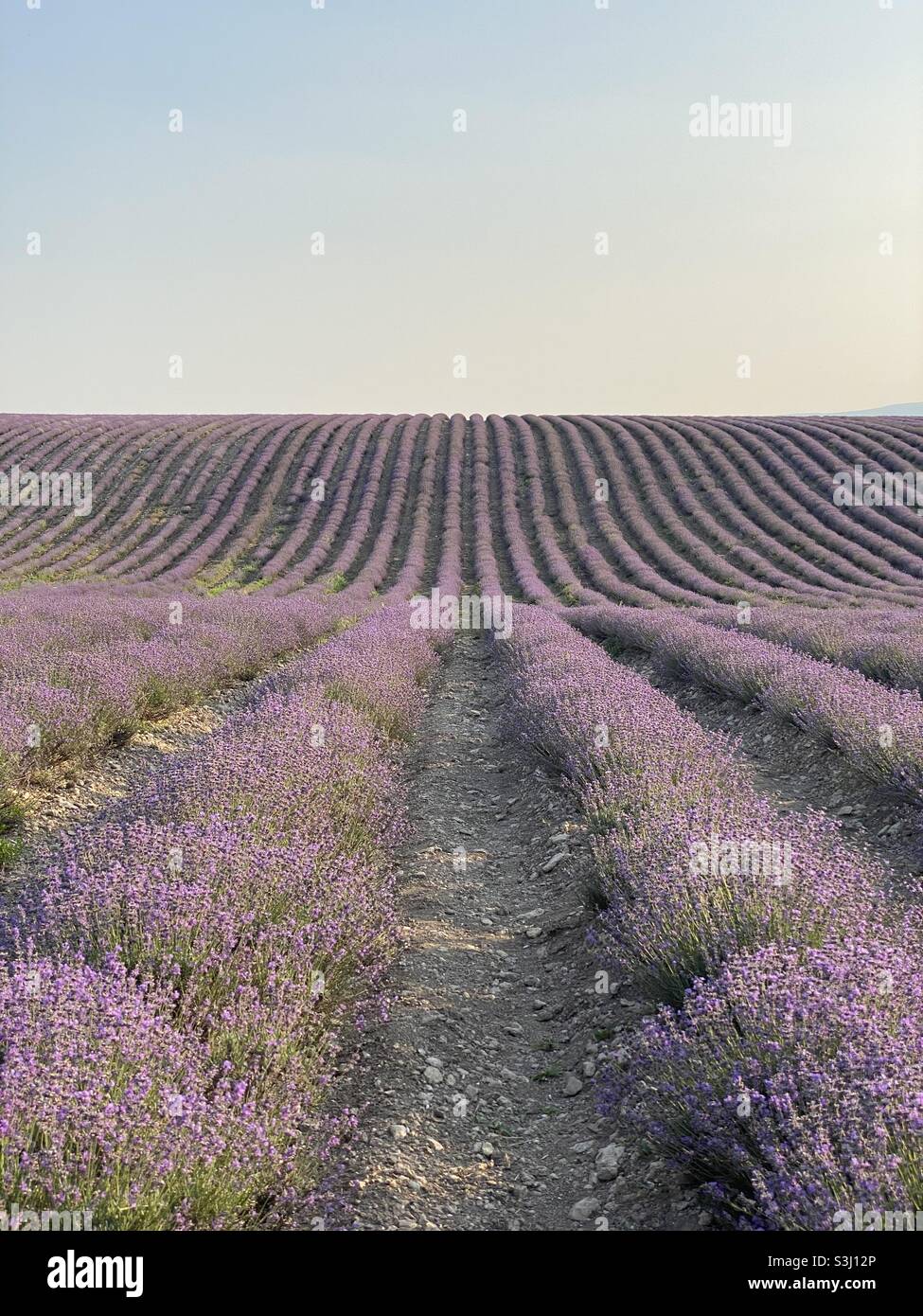 lavender fields during blossom time Stock Photo