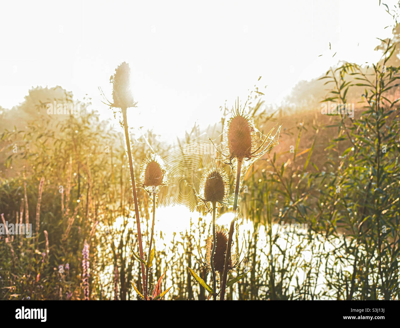 Wildflowe thistle sunrise Stock Photo