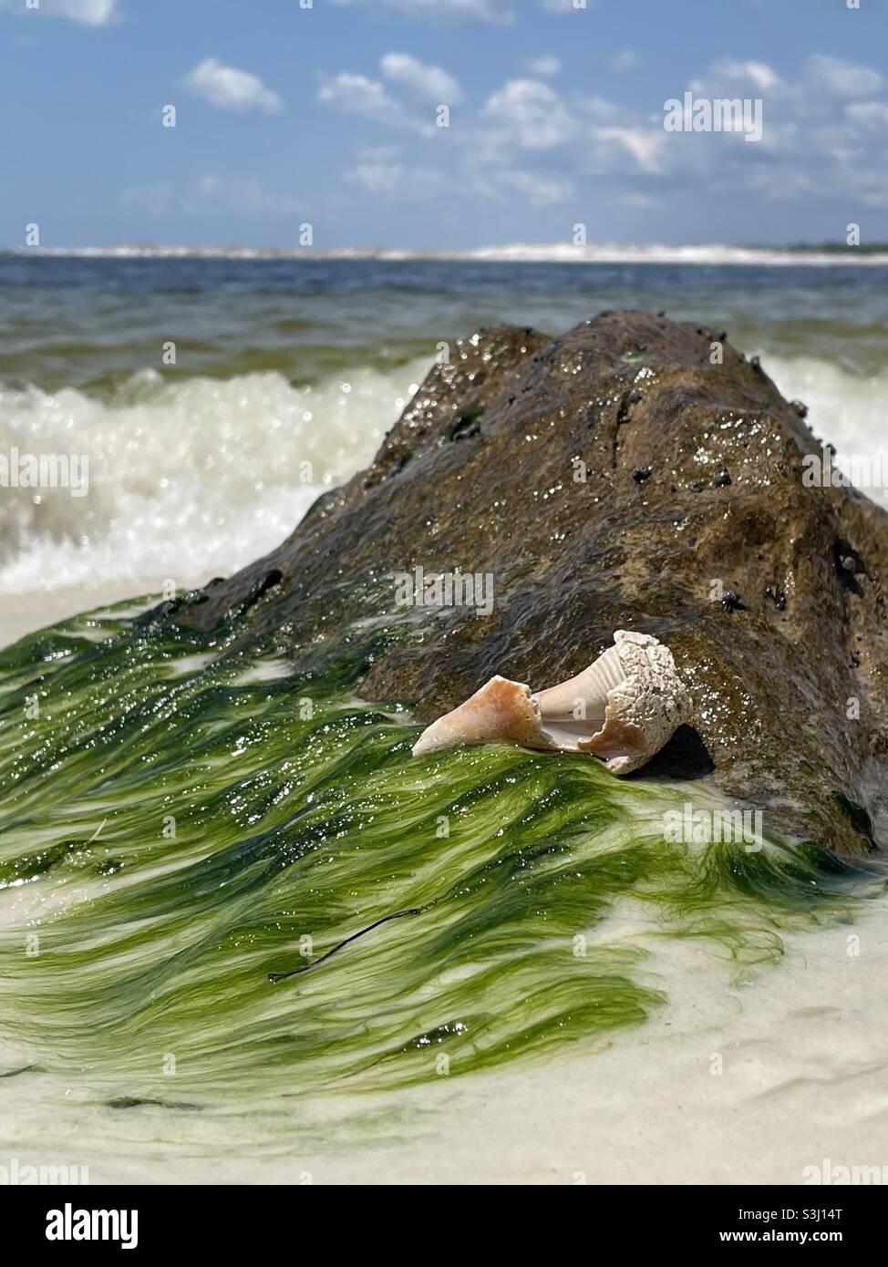 Sea snail on mossy rock on the beach - Smartphone Captured Stock Image