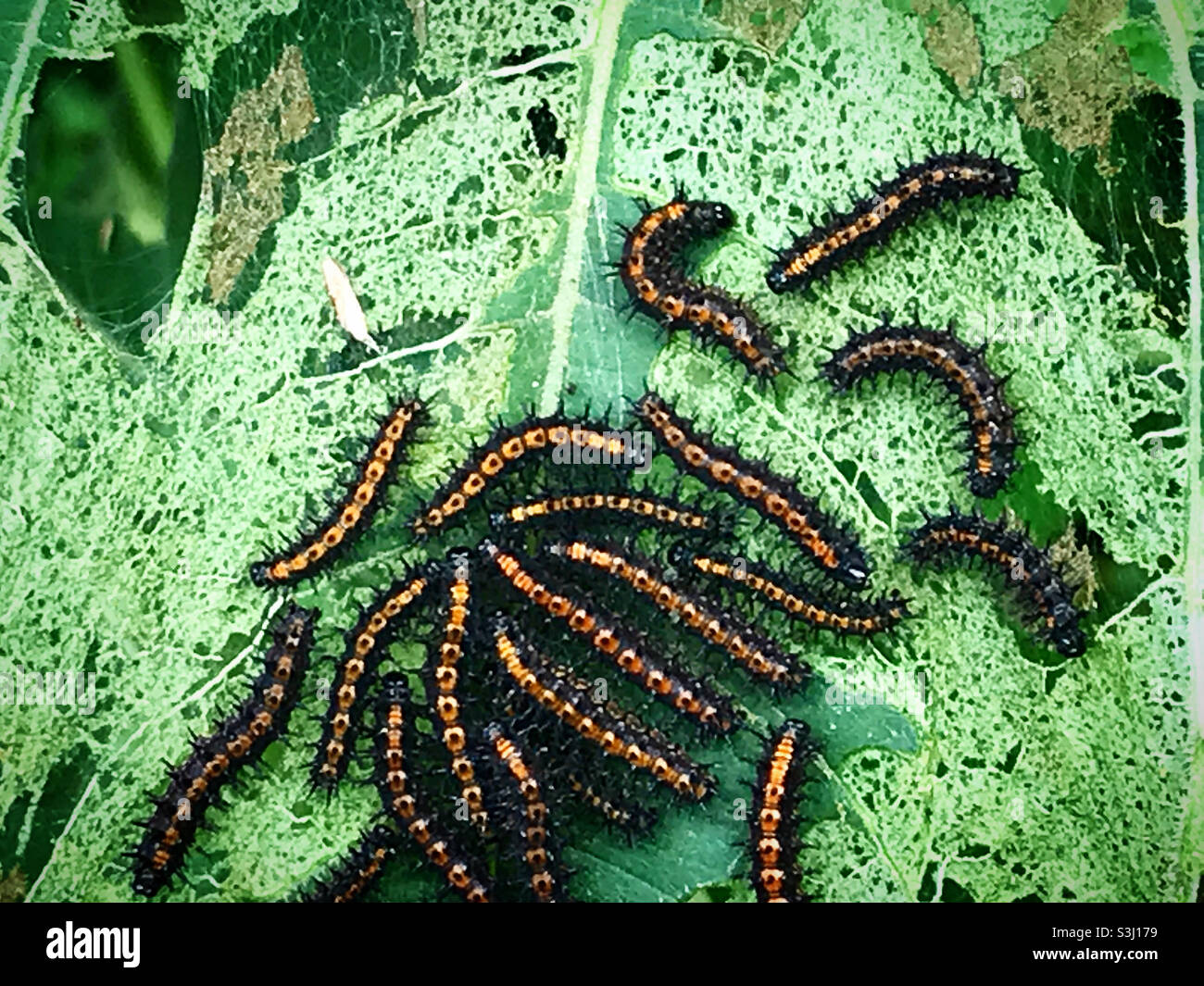 Caterpillars perch on a green leaf in Mexico - Smartphone Captured Stock Image