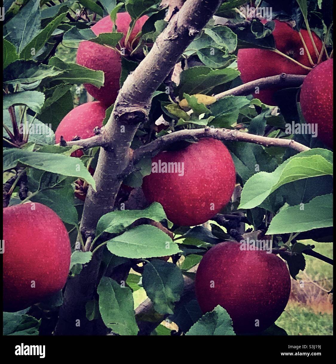 Apple picking time of year in Indiana Stock Photo Alamy