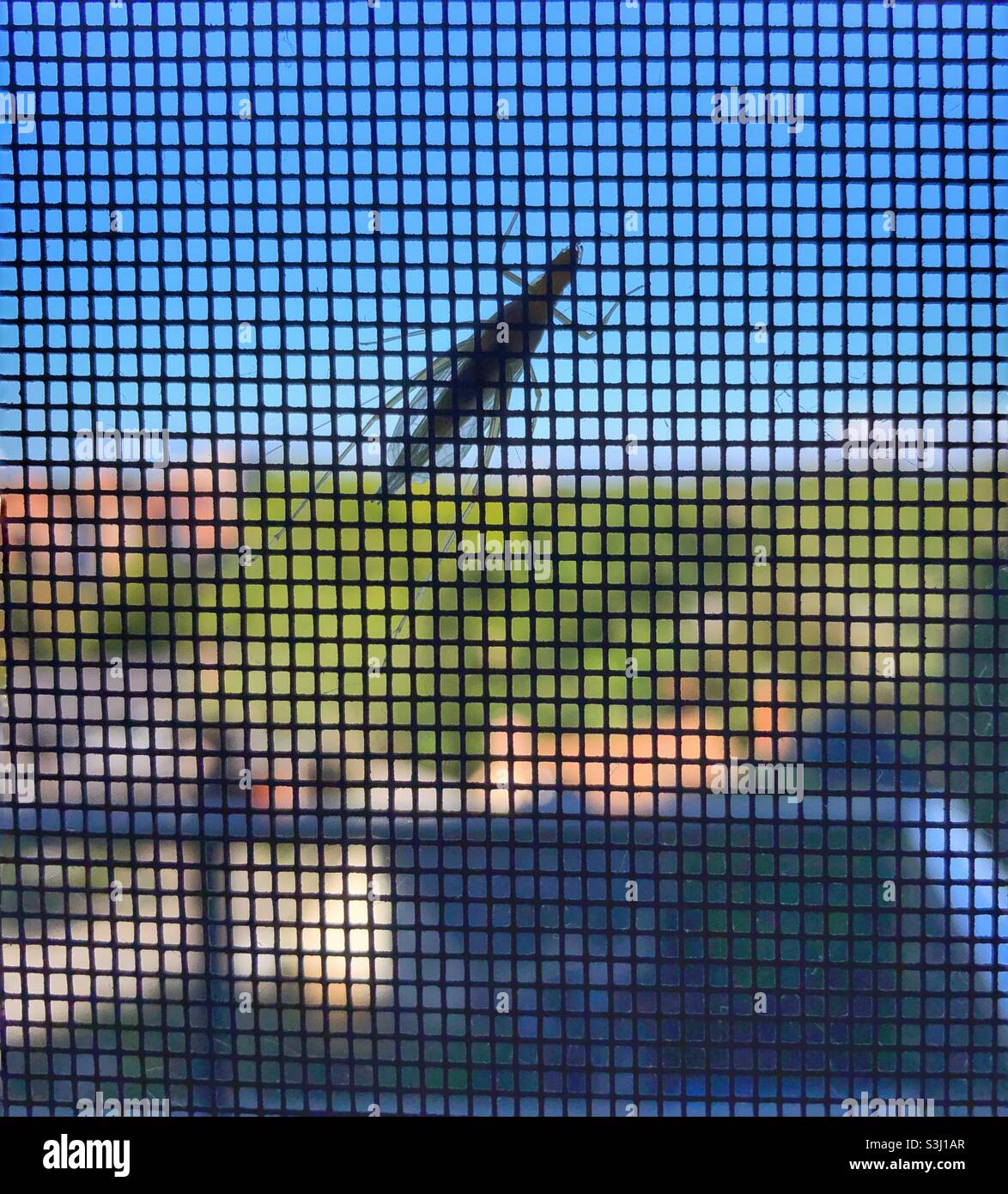 An insect resting on a screen. - Smartphone Captured Stock Image