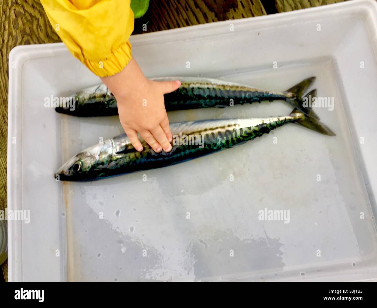 My first two mackerel, a young child’s hand touches the fish after a successful fishing outing, not quite an hour old, Halifax, Canada. - Smartphone Captured Stock Image