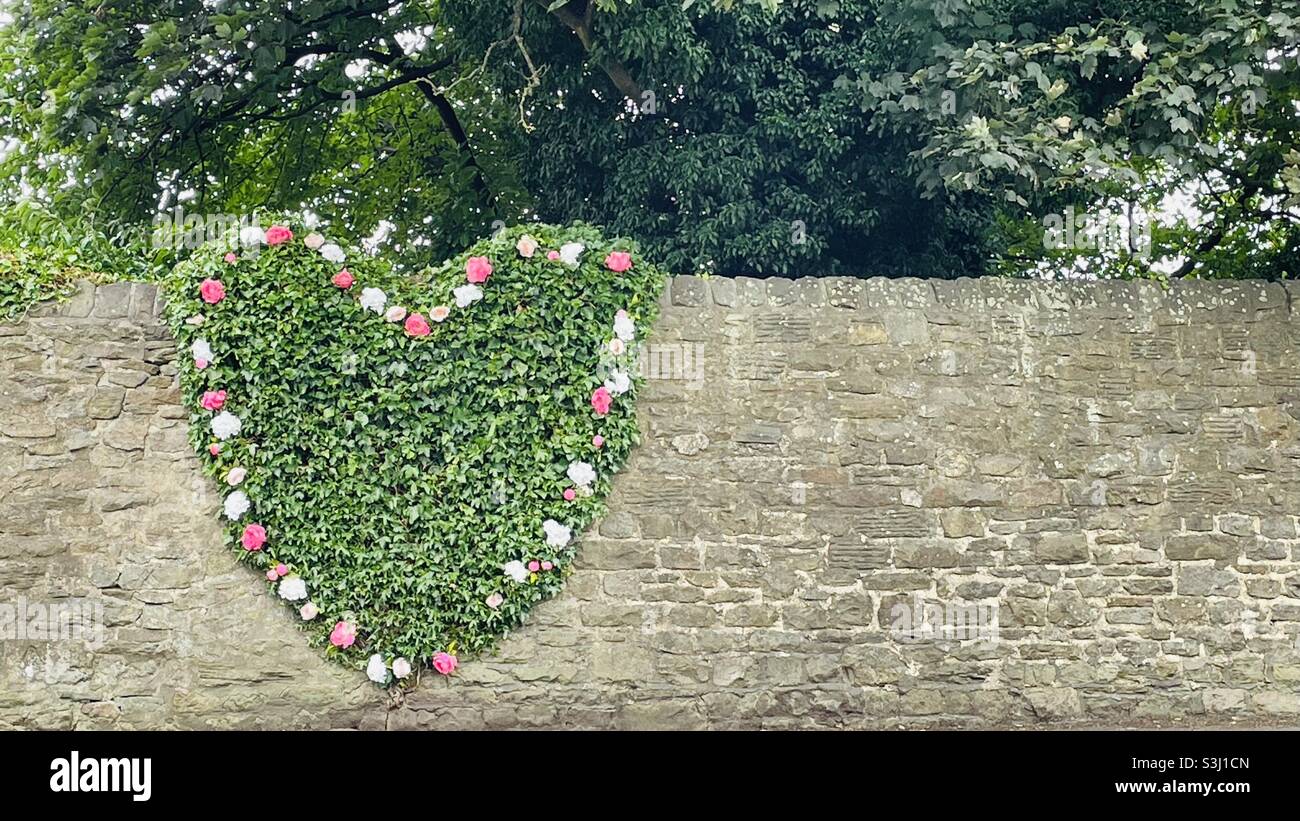 Ivy heart with flowers on wall - Smartphone Captured Stock Image