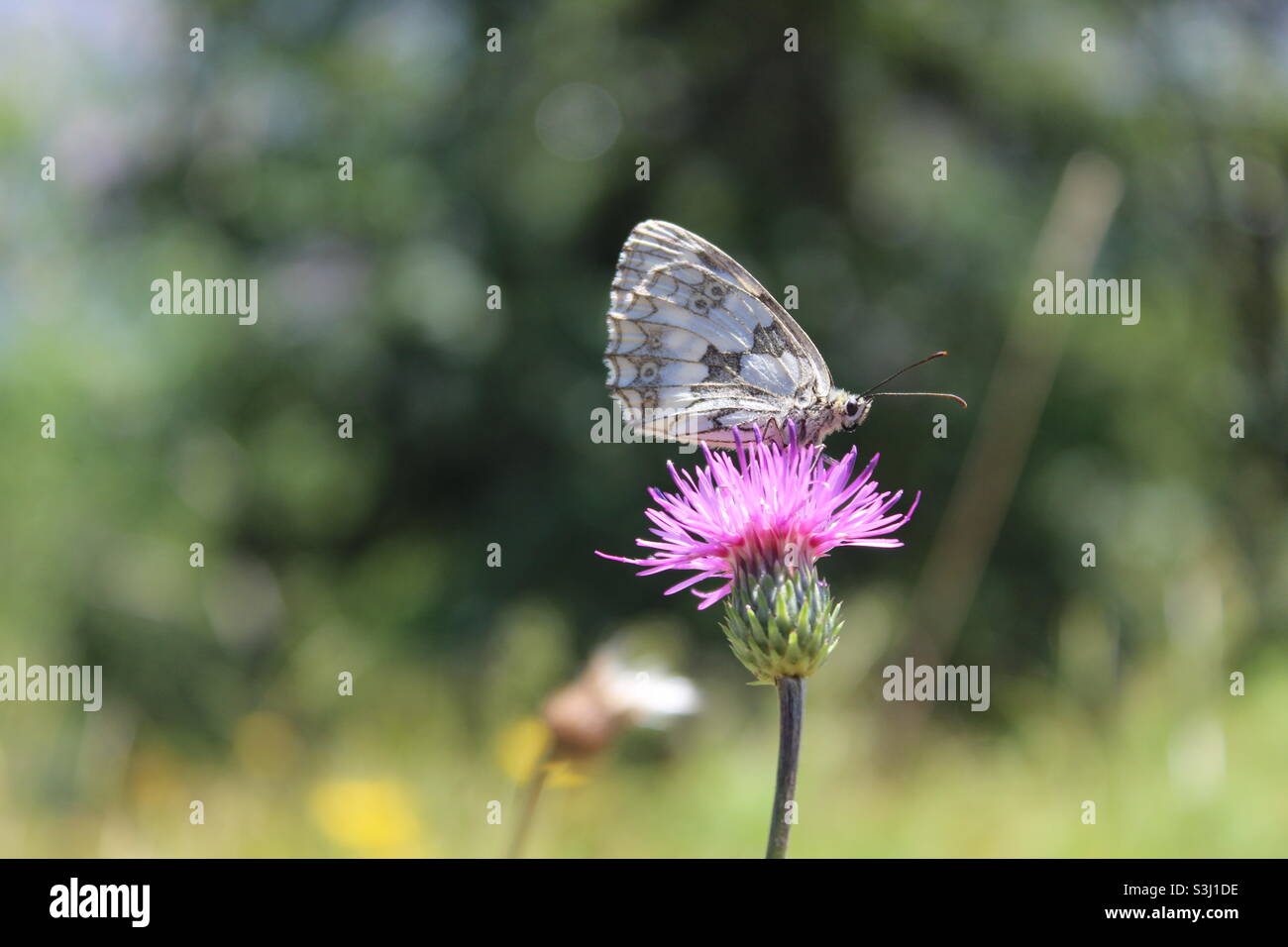 Butterfly over a pink flower Stock Photo