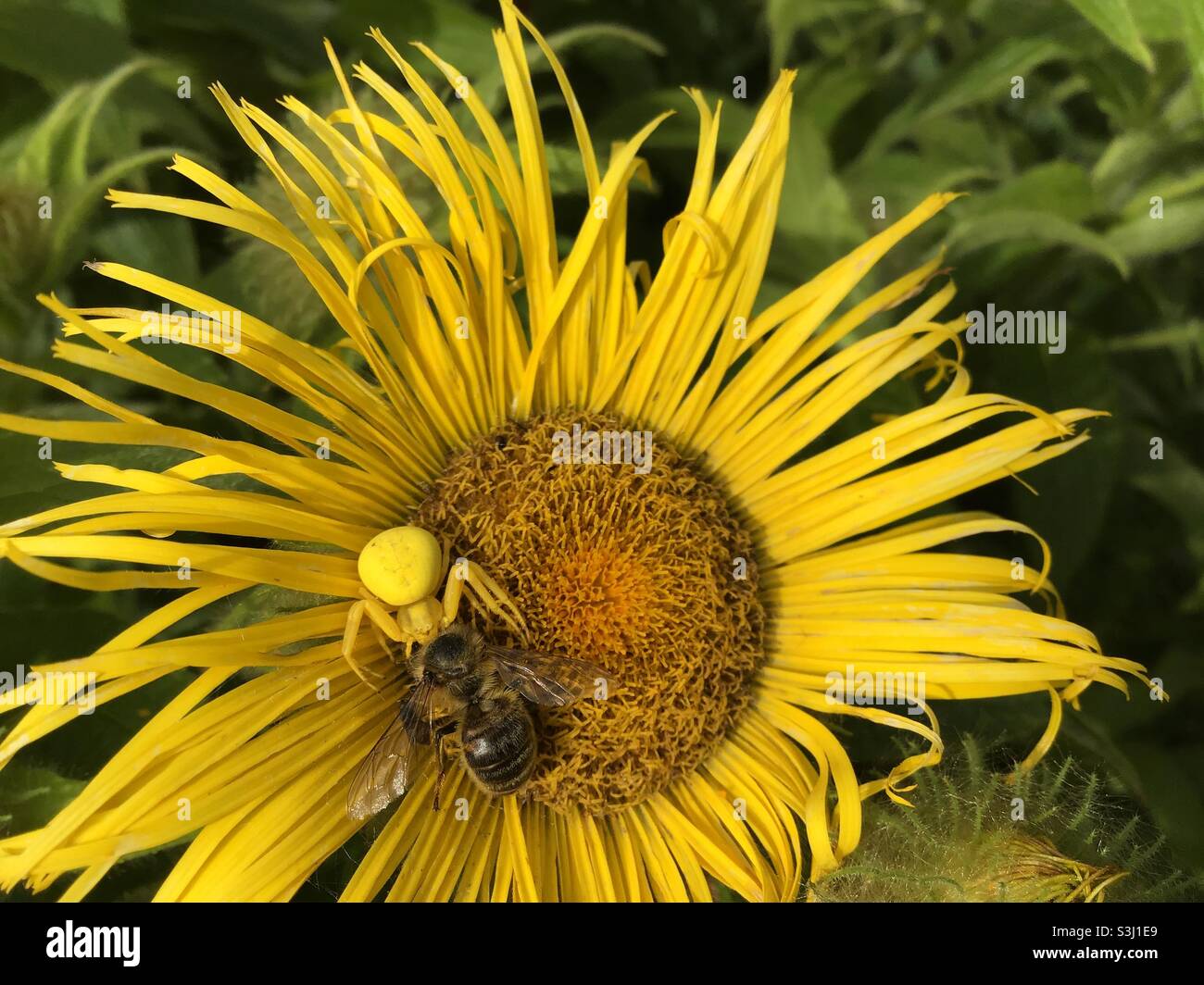 Spider attacks bee on Inula flower - Smartphone Captured Stock Image