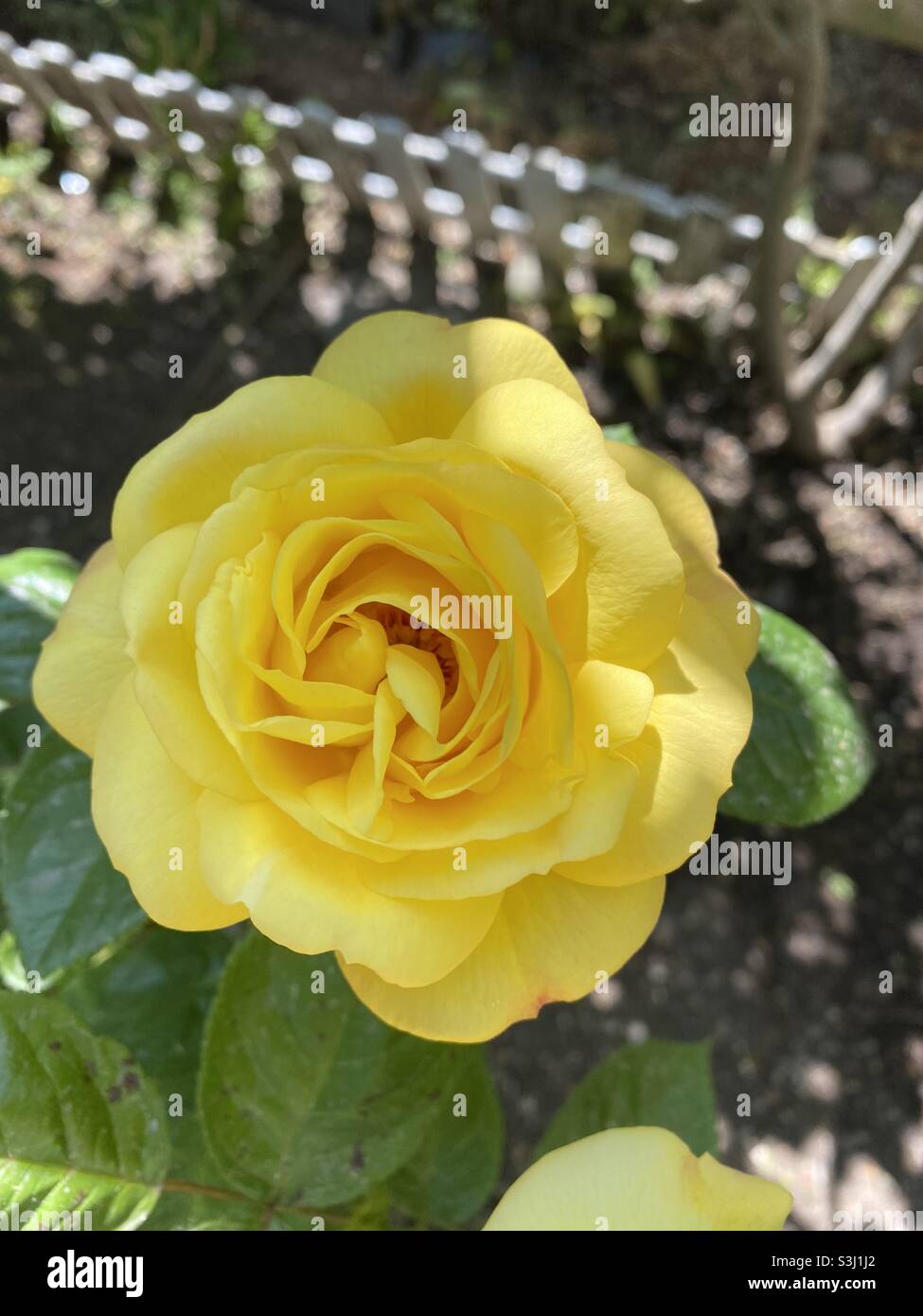 Simply Yellow Roses Single yellow rose hi-res stock photography and images - Alamy