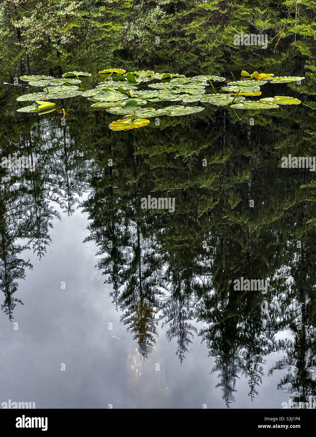 Water pond trees lily hi-res stock photography and images - Alamy