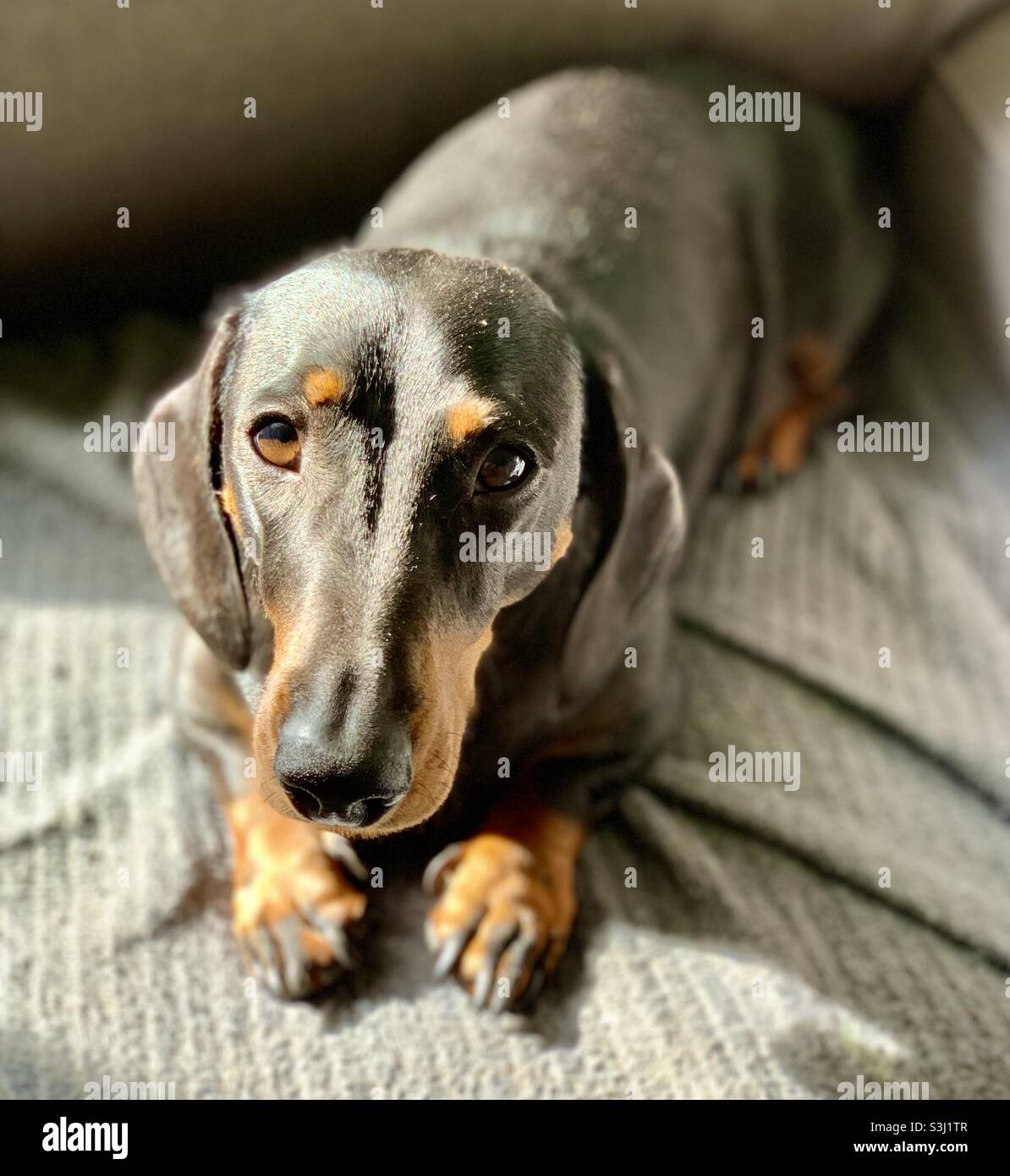 Dachshund puppy dog eyes Stock Photo - Alamy