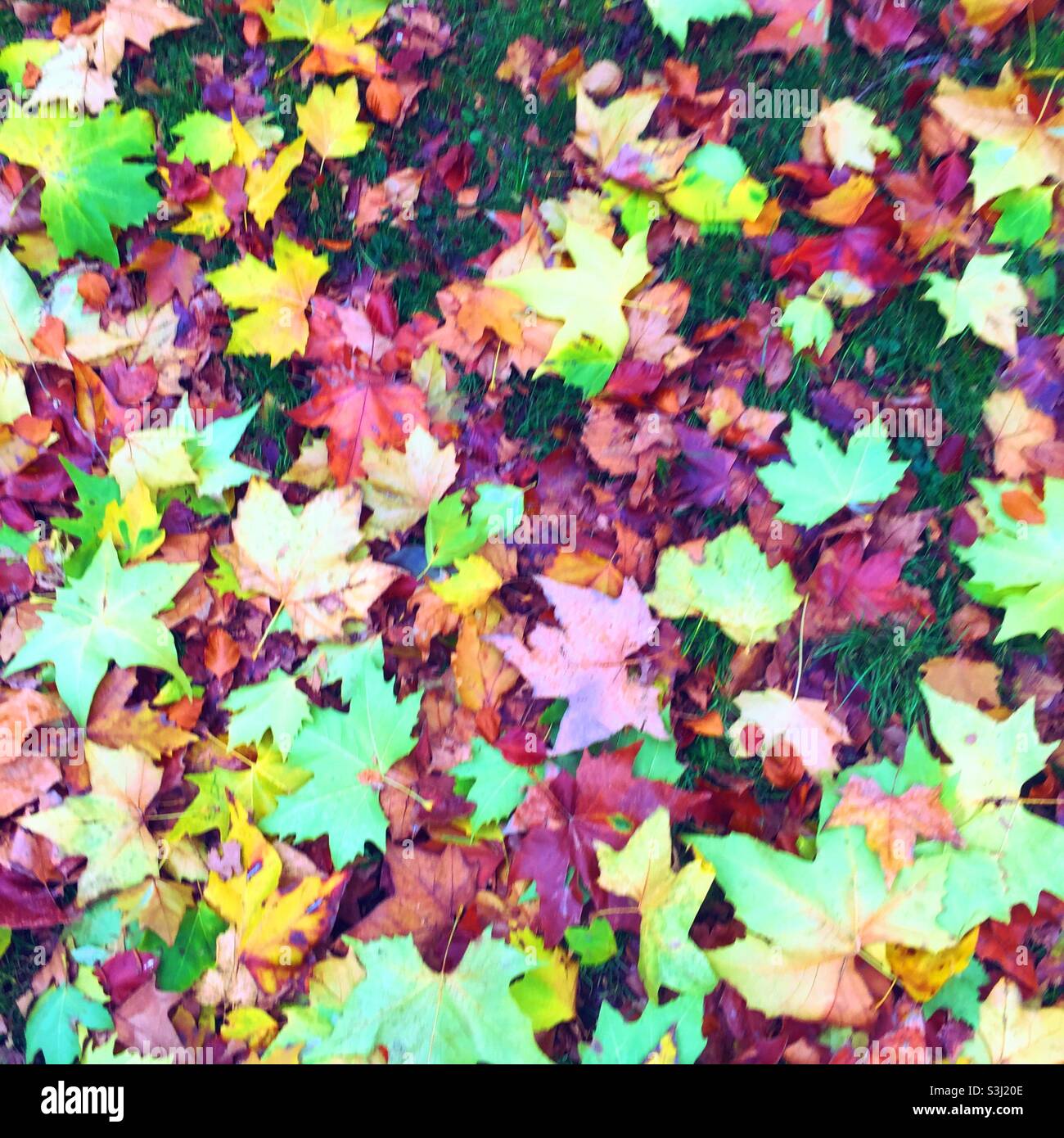 Colorful autumnal maple leaves on the ground - Smartphone Captured Stock Image