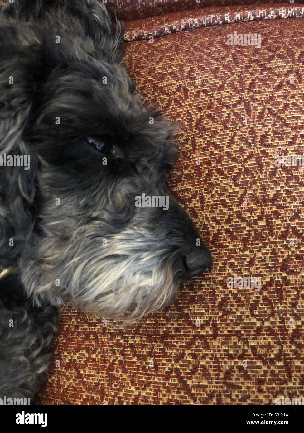 My dog trying to sleep Stock Photo Alamy