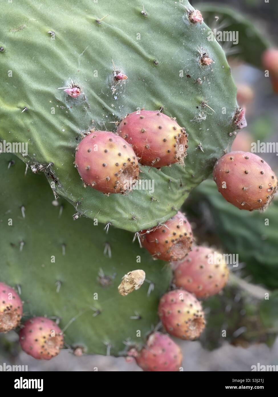 Many prickly pears at the end of summer Stock Photo