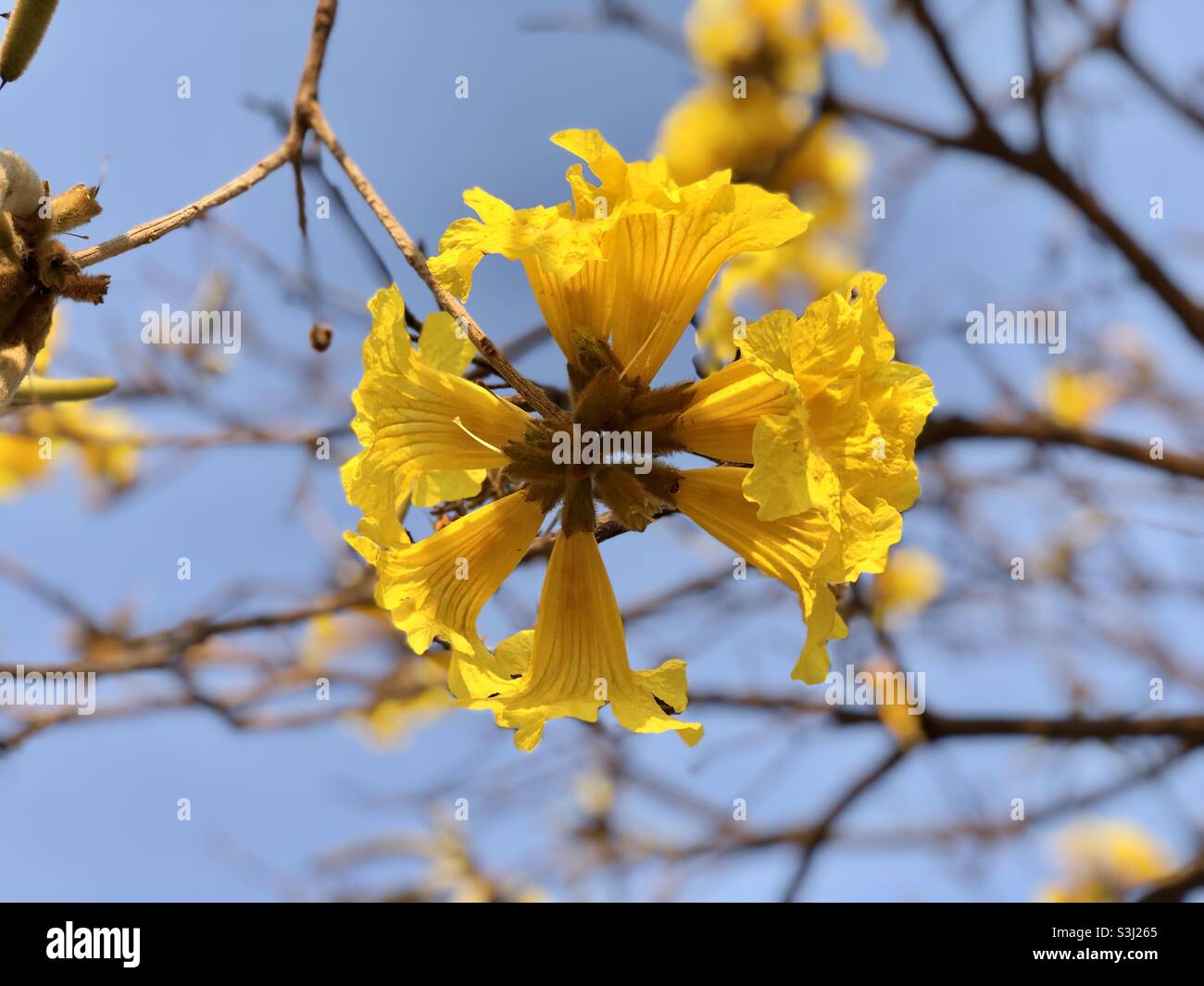 Ipe tree hi-res stock photography and images - Alamy