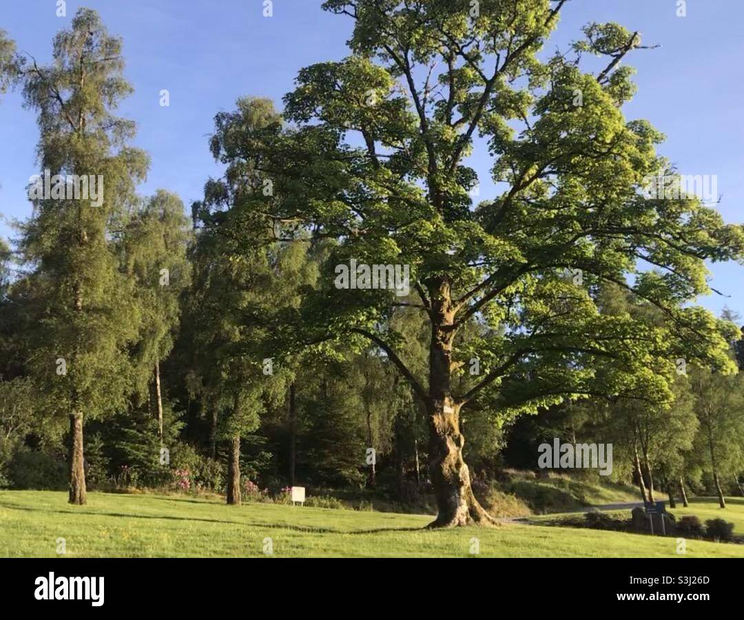 Hunters quay hires stock photography and images Alamy