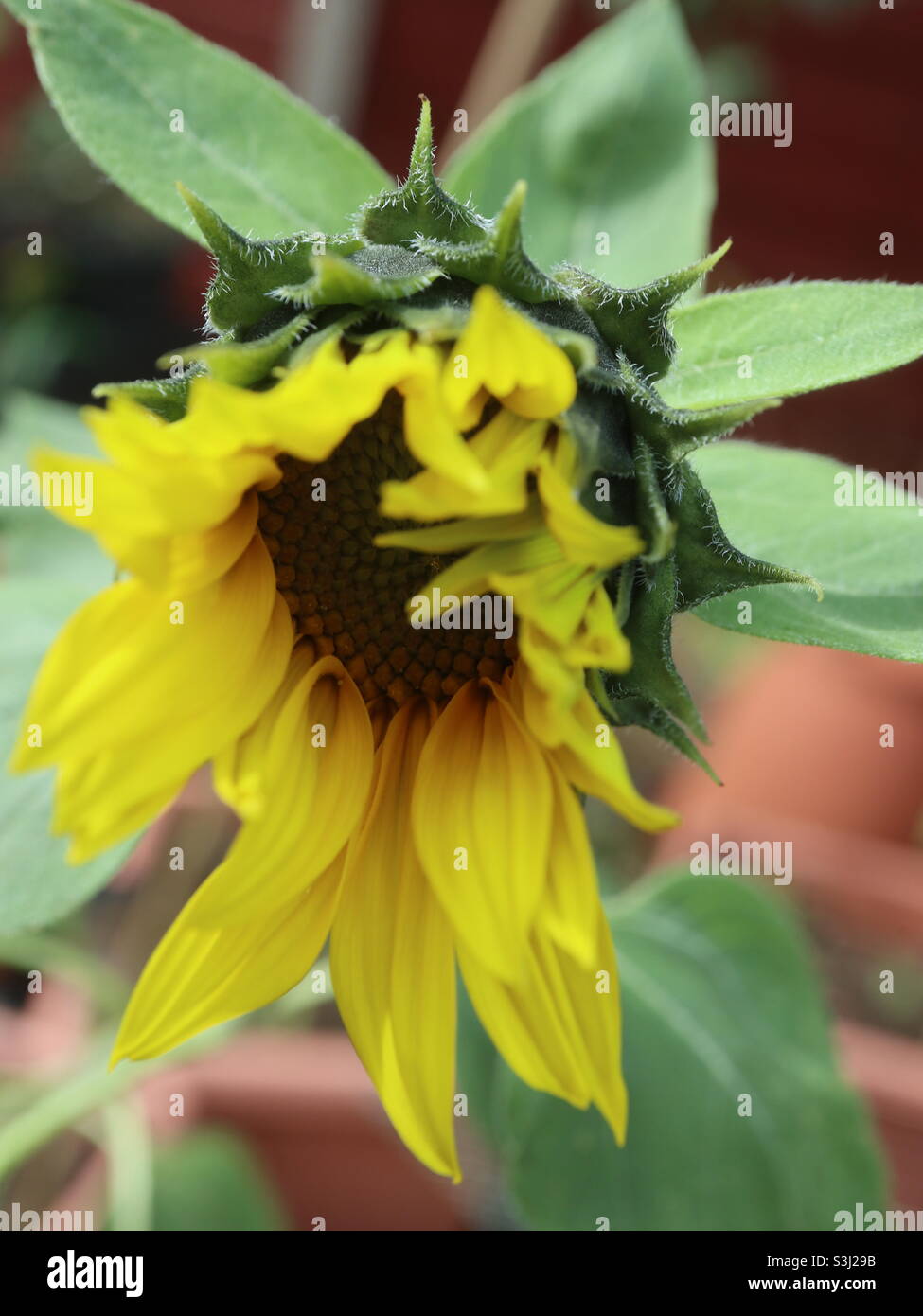 Tiny Sunflower, mini - Smartphone Captured Stock Image