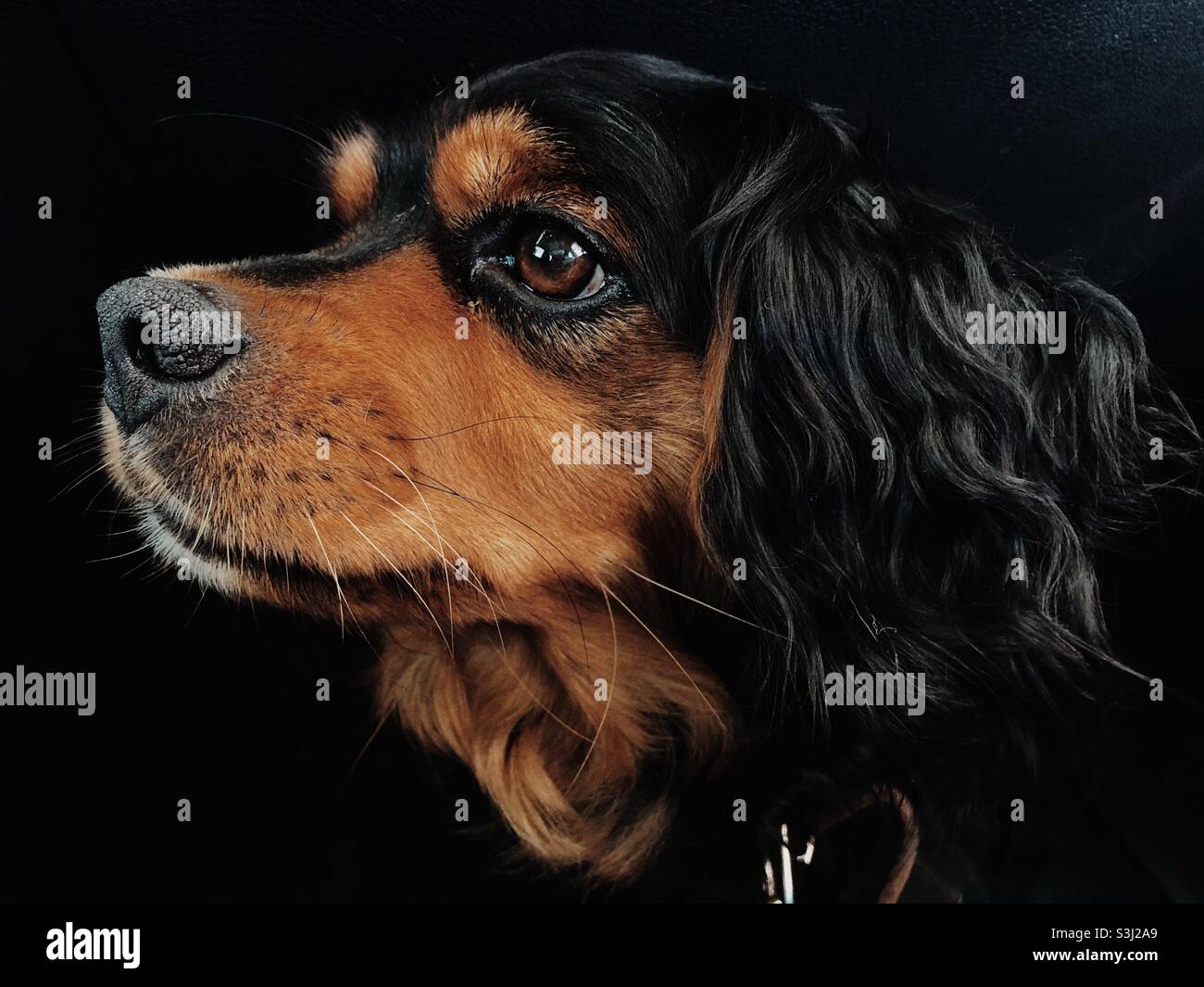 Portrait of a dog. Cavalier King Charles Spaniel - Smartphone Captured Stock Image
