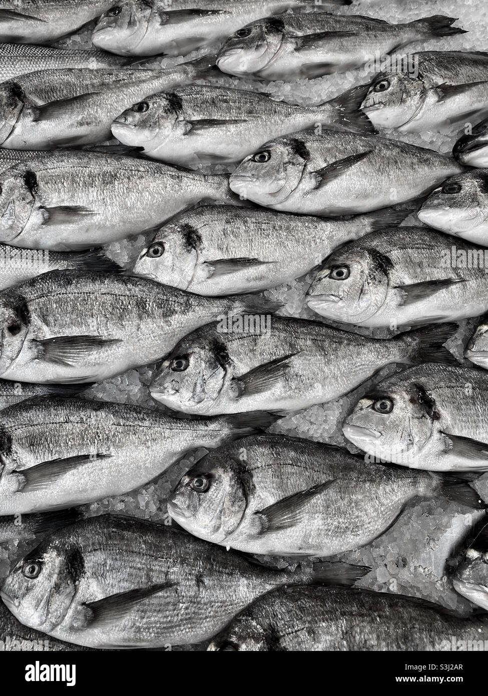 An ordered display of fresh sea bream fish on sale in a market in Europe. Fresh fish awaiting purchase. Photo ©️ COLIN HOSKINS. - Smartphone Captured Stock Image