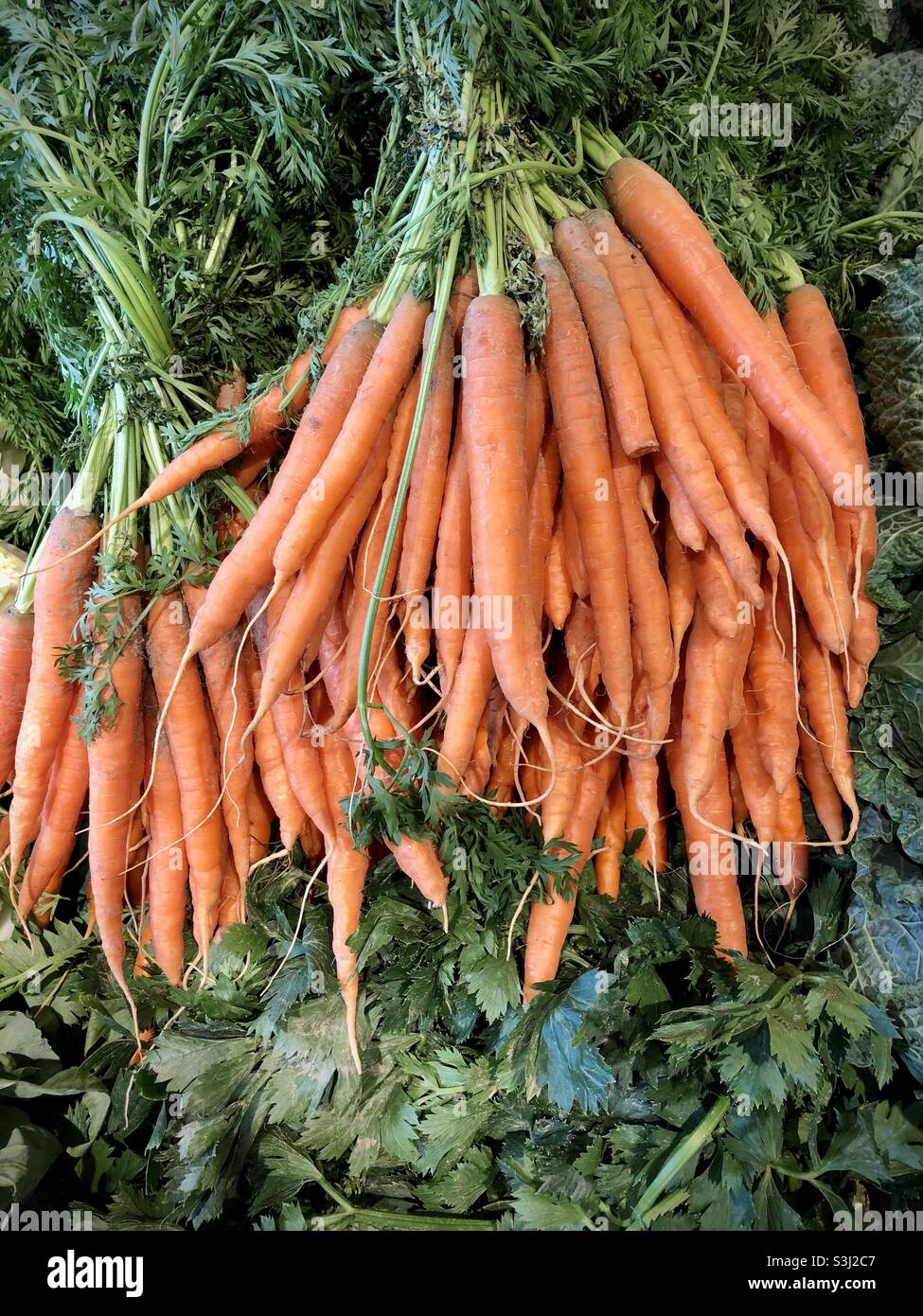 Fresh carrots (Daucus carota sativus) with green leaves on display Stock Photo