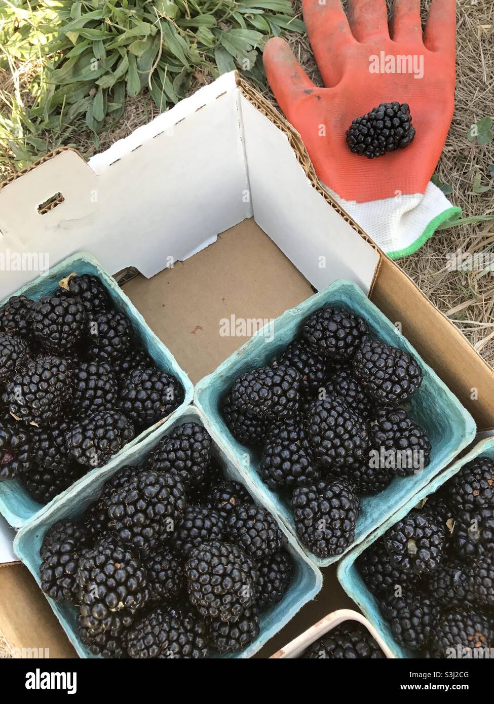 Fresh berries after harvest. Stock Photo
