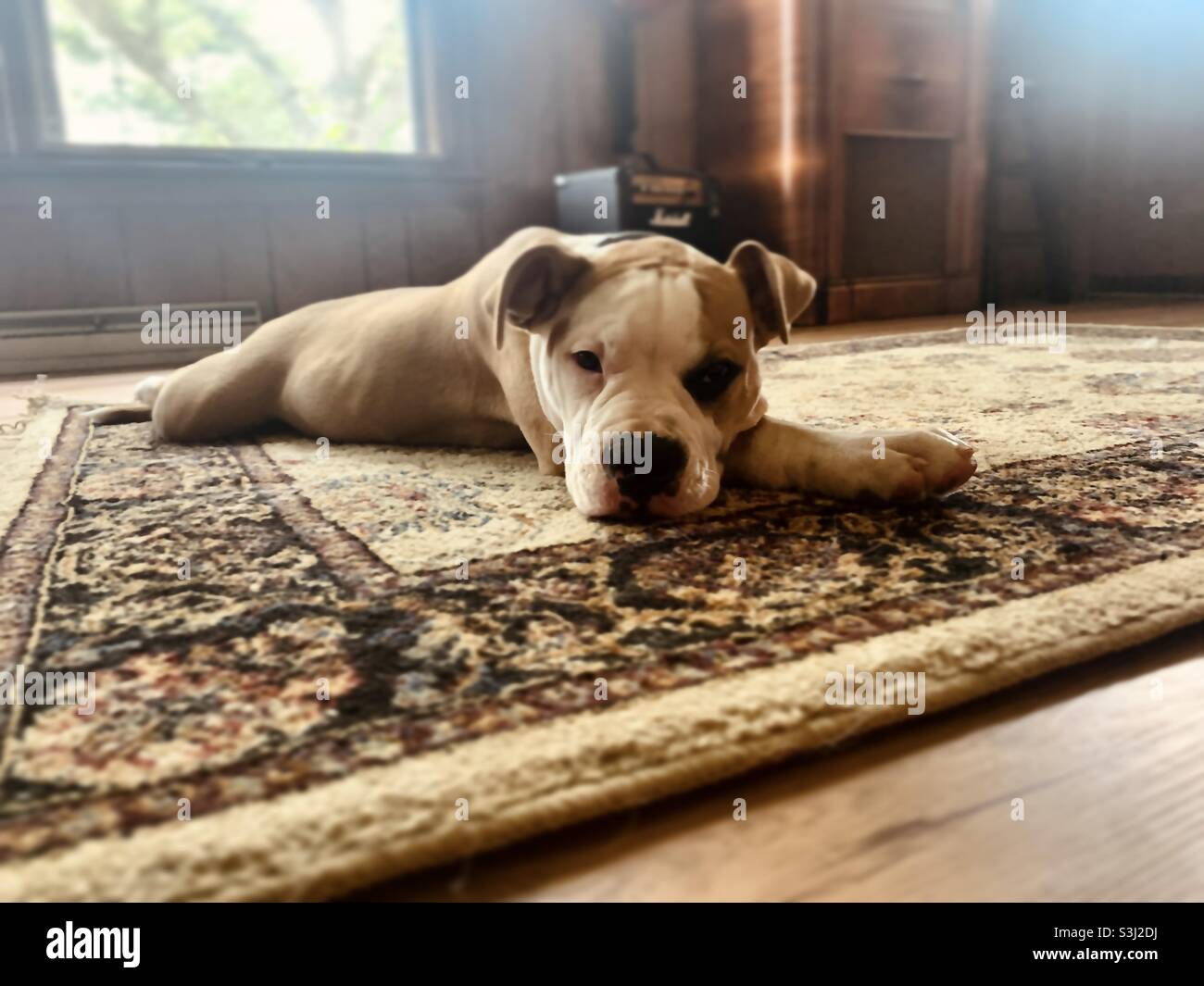 American bulldog dog hi-res stock photography and images - Alamy