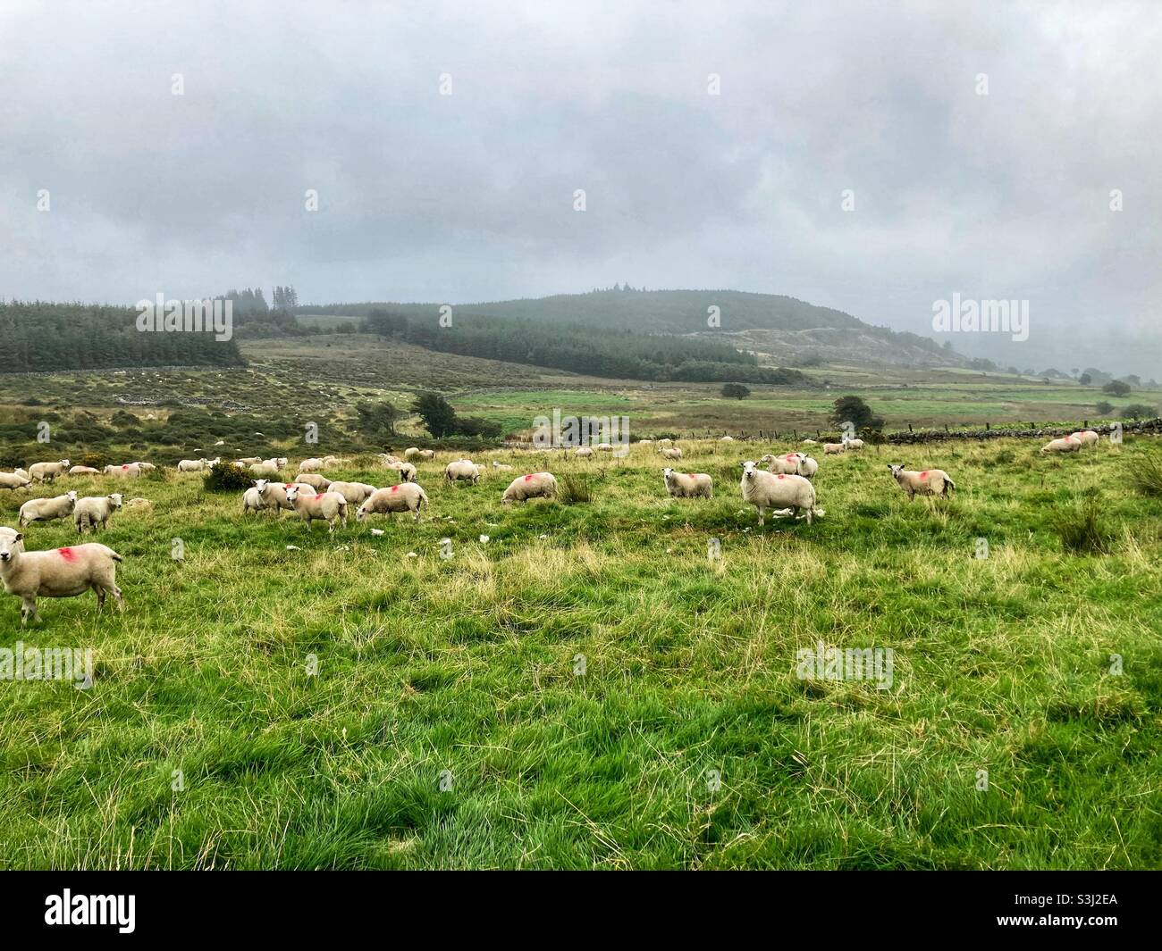 Flock of sheep on the way up Llawlech peak, near Barmouth, Snowdonia National Park, North Wales Stock Photo