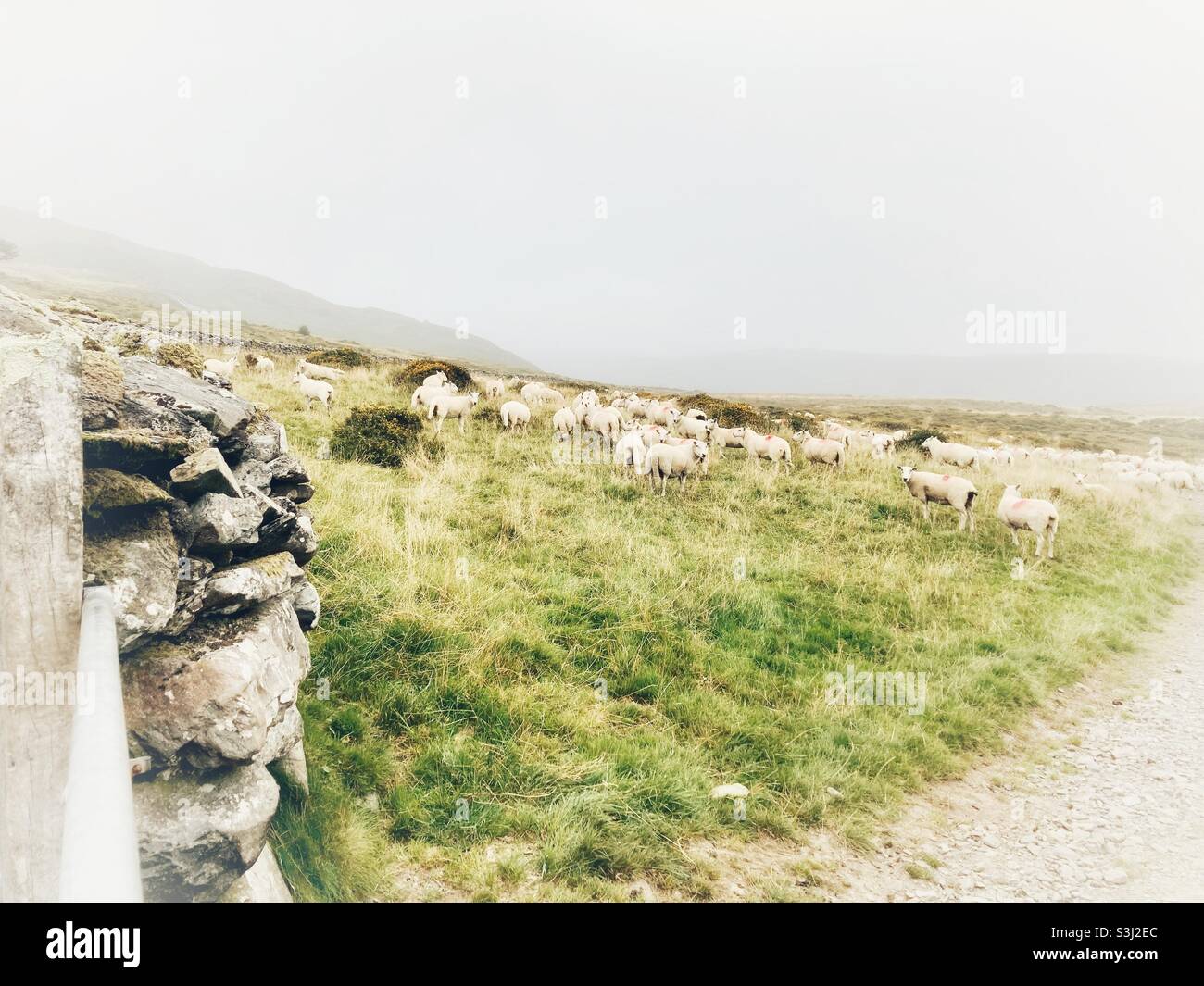 Flock of sheep, North Wales, Barmouth Stock Photo