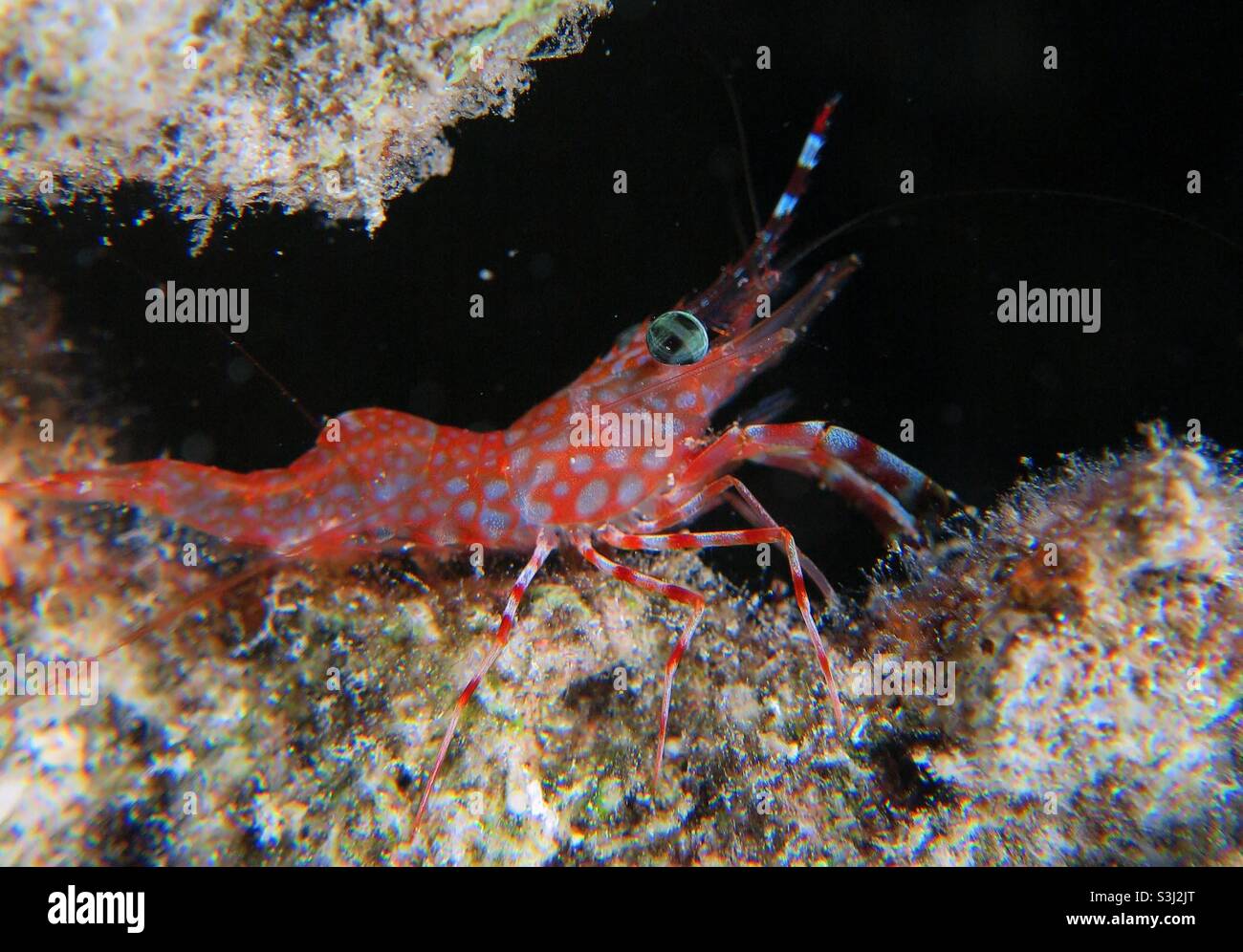 Green-eye dancing shrimp Stock Photo