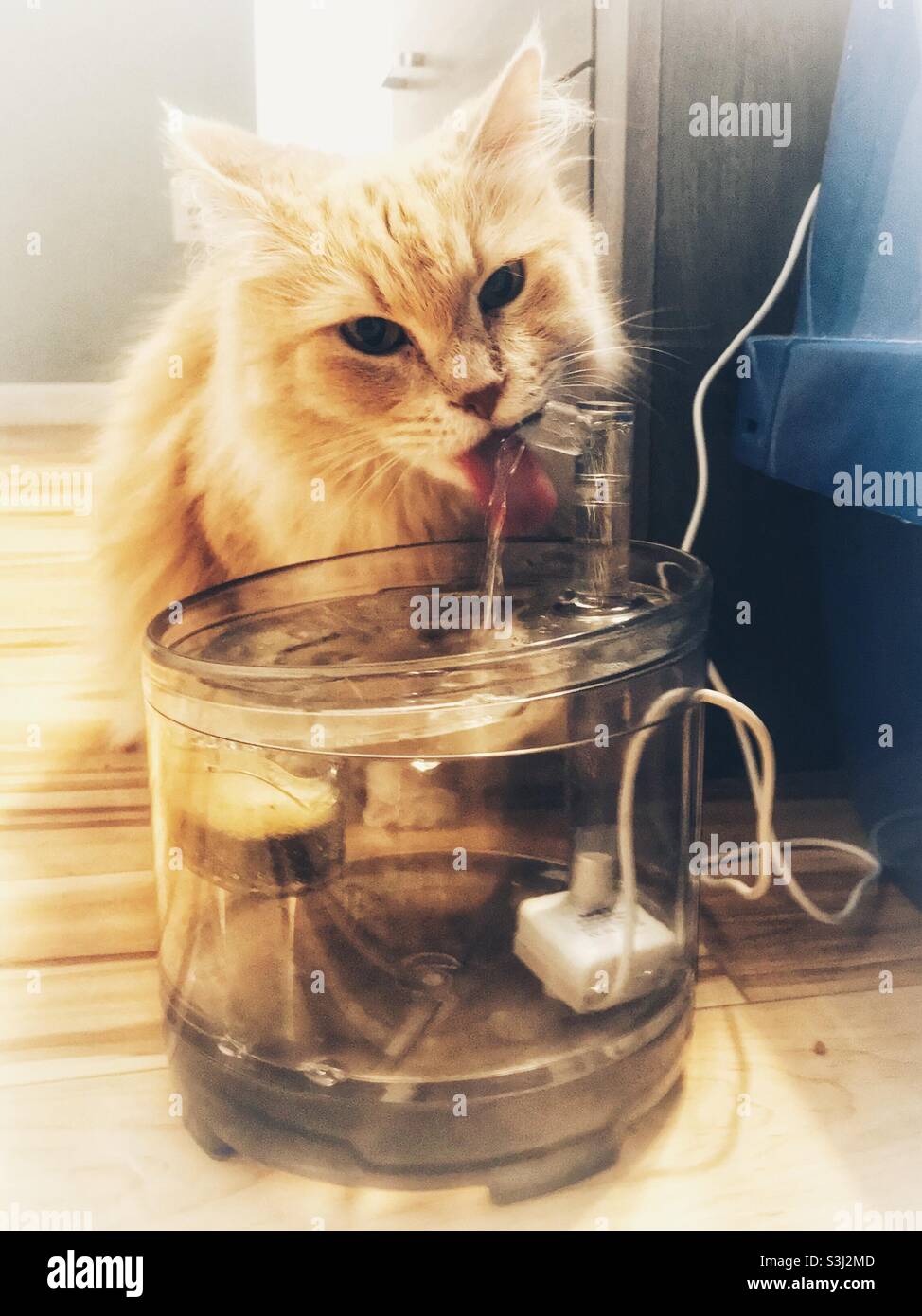 Fluffy cream colored cat drinks from automatic water fountain - Smartphone Captured Stock Image