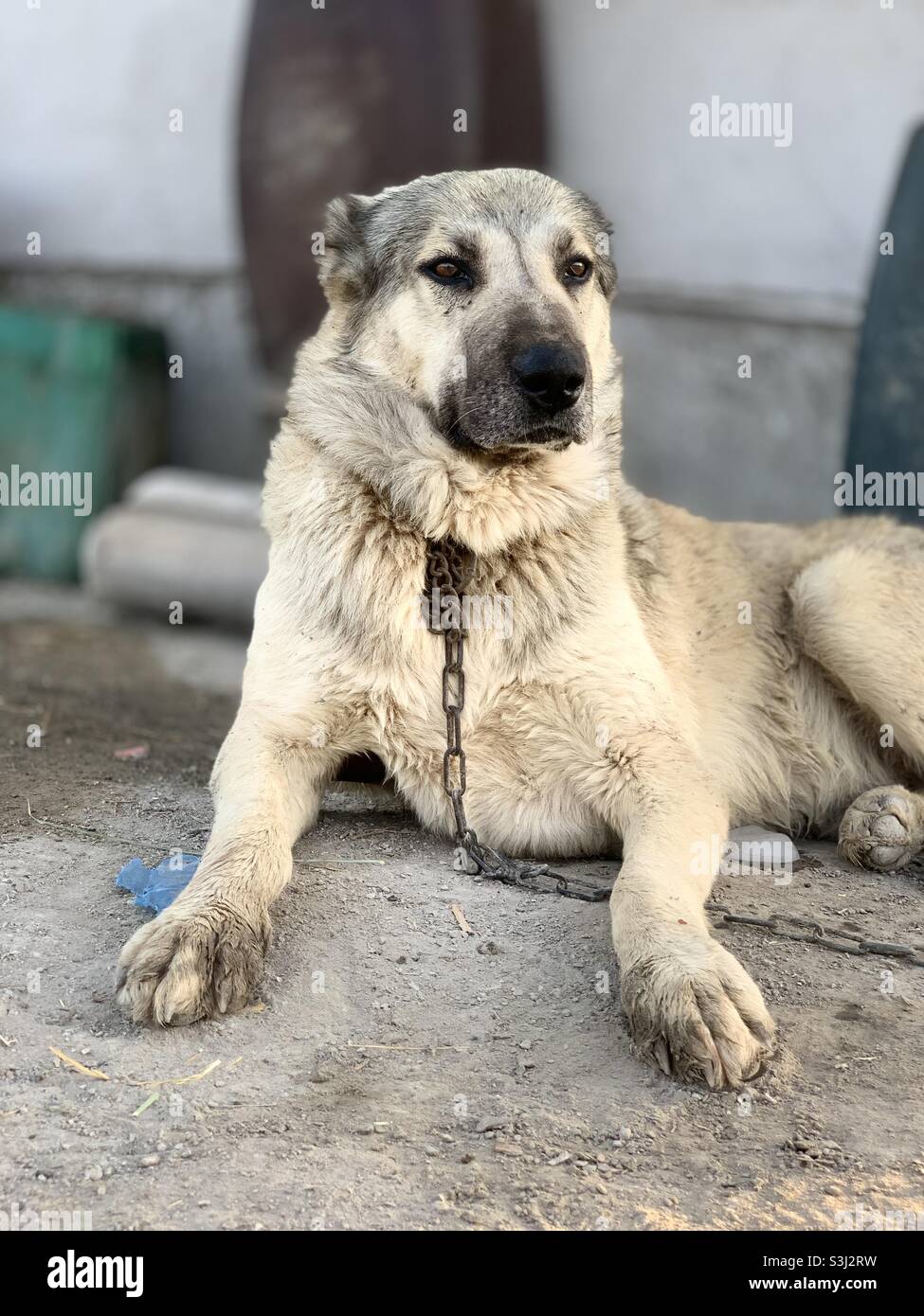 Angry dog - Christoph Stock Photo
