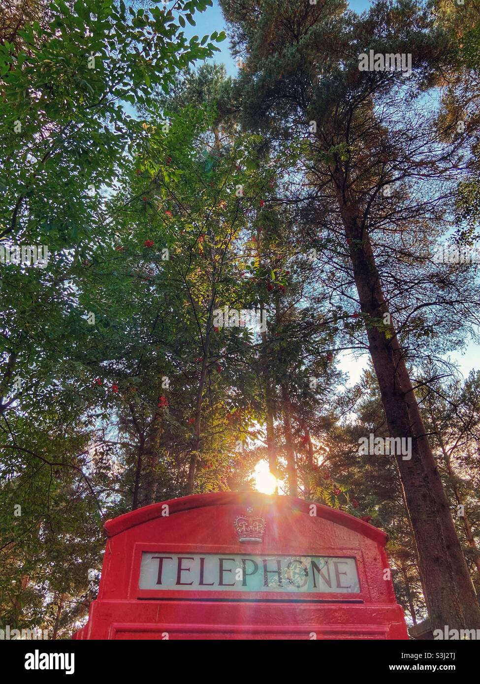 Red traditional telephone box against low sun with pine wood in background Stock Photo