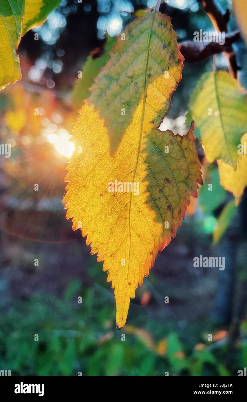 Autumn leaf backlit by sun Stock Photo