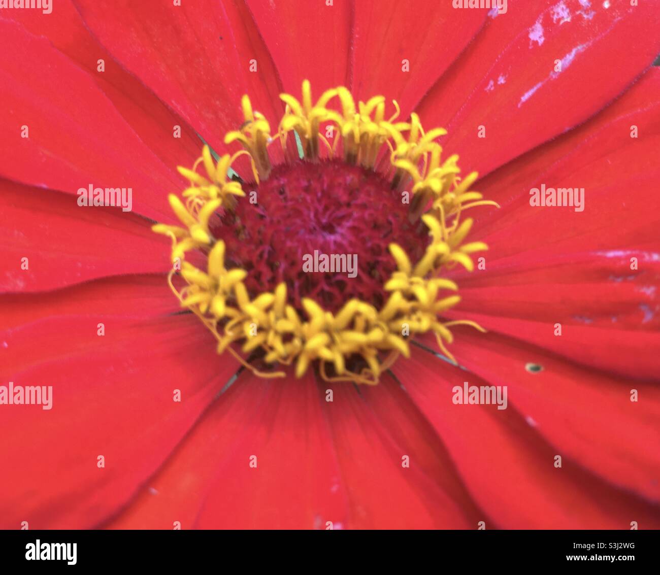 Red, yellow, flower, circle, centre, nature, beauty, passion, life, chi   Beauty Stock Photo